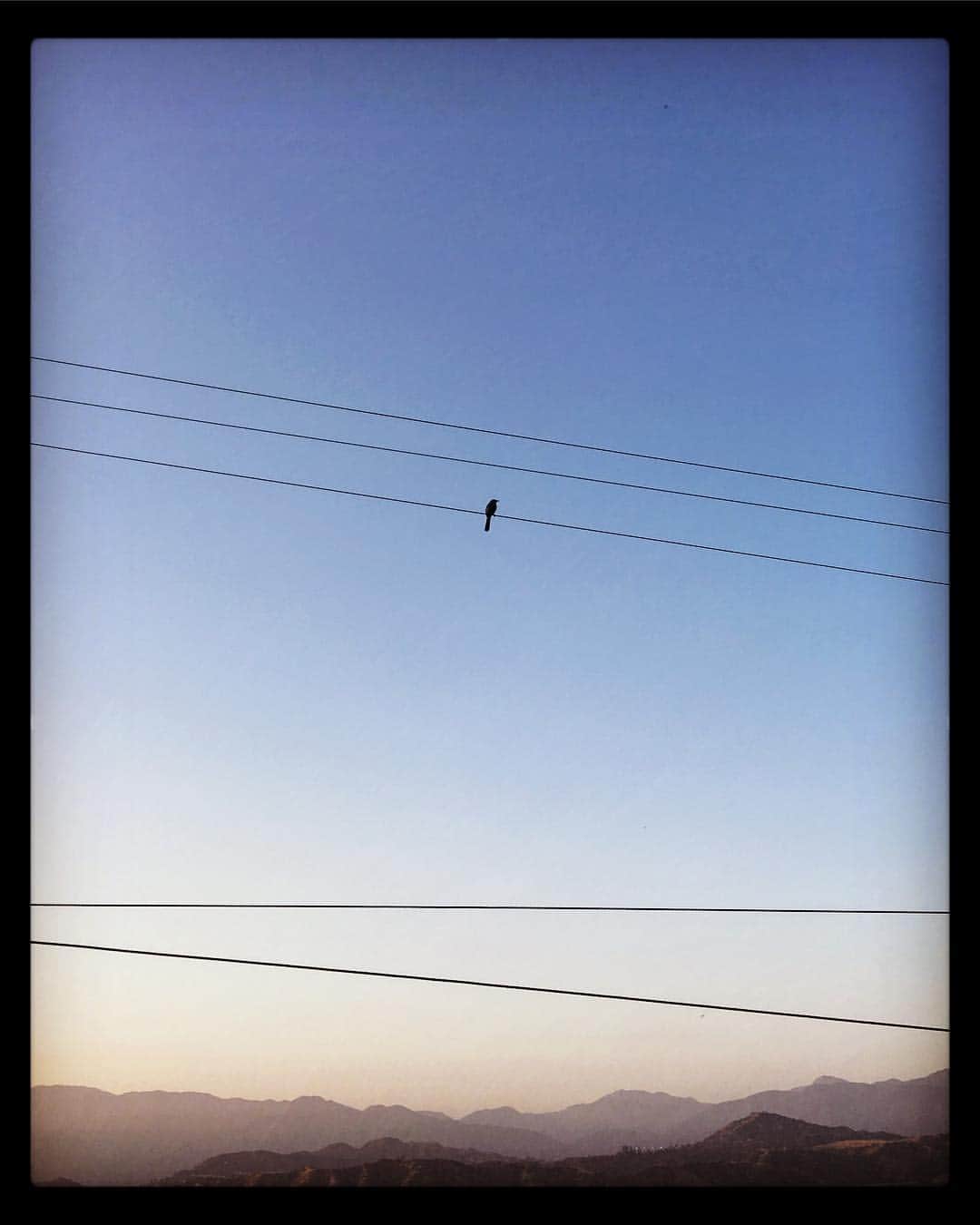 マイケル・マラーキーのインスタグラム：「i have tried in my way to be free」
