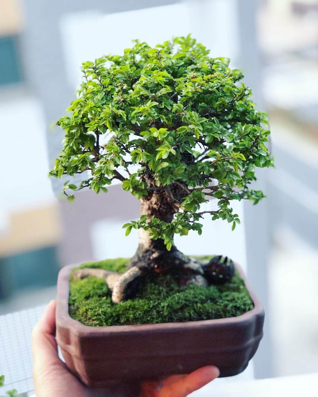 金成公信さんのインスタグラム写真 - (金成公信Instagram)「また別のニレケヤキ。暑さにも寒さにも比較的強いのでおススメです。おやすみなさい。#盆栽 #bonsai #ニレケヤキ #nirekeyaki #lacebarkelm #chineseelm #bonsaijapan #japanesebonsai #plants #tree」5月3日 2時36分 - bonsai_chiba