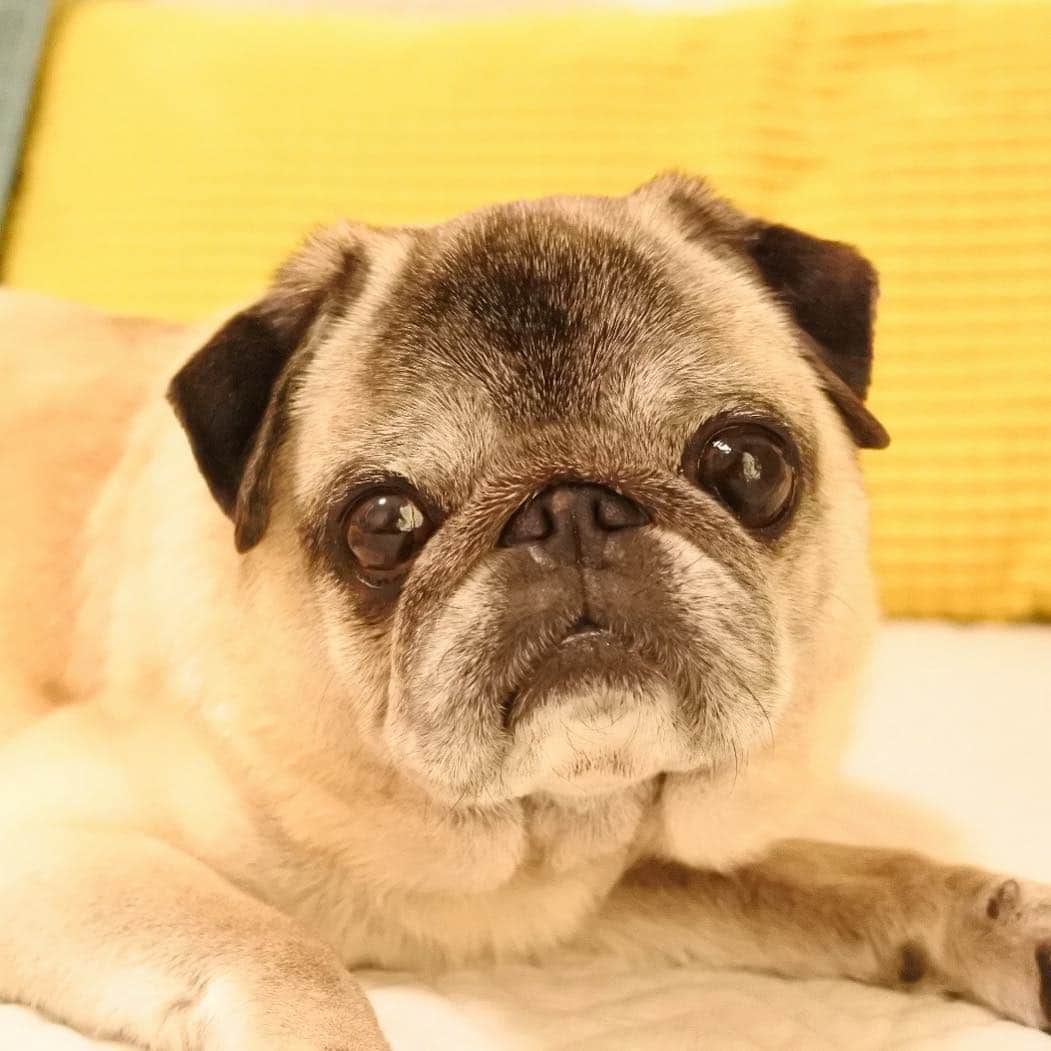 八兵衛のインスタグラム：「Hachibei🐶 * * #ほぼ黒パグ #おじいちゃん犬 #パグ #pug #puggy #puglife #puglove #petstagram #pugstagram #pugsofinstagram #pugs #dog #ふわもこ部  @igersjp #IGersJP #east_dog_japan #pecoイヌ部 #八兵衛 #はちべえ #朝ワンコ夕ニャンコ」