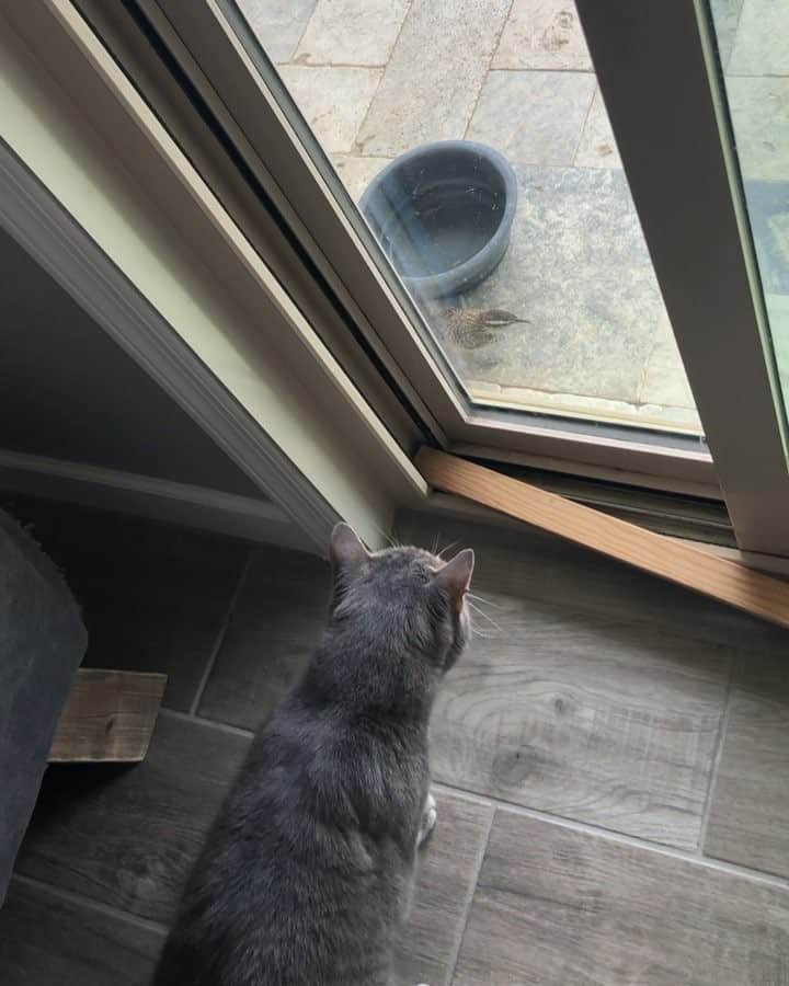 マニーのインスタグラム：「😹 #cat #bird」