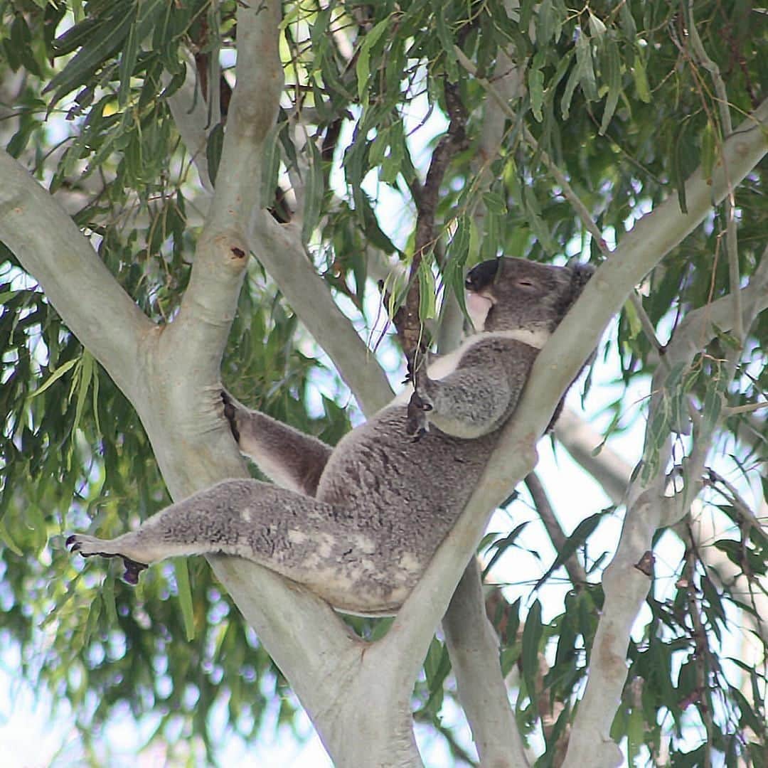 Australiaさんのインスタグラム写真 - (AustraliaInstagram)「This #koala has certainly mastered the art of relaxation, managing an elevated snooze paws-free is quite the talent! 🐨 @inc.bangalowkoalas spotted this fellow chilling in @visitnsw’s #Bangalow area, and what better way for him to spend Wild Koala Day! @inc.bangalowkoalas is a koala conservation group that have been planting trees from Byron Bay to Lismore to create ‘koala corridors’ that allow these guys to move safely across the local landscape, and help build and protect their natural habitat. There’s nothing quite like the feeling of spotting a koala in the wild, but you’ll need to make sure you keep looking up if you’re out and about in the bush, as these fluffy creatures usually rest quite high up in trees and are sometimes well-covered by leaves. 👀  #seeaustralia #newsouthwales #wildkoaladay #naturephotography #weeklyfluff」5月3日 4時00分 - australia