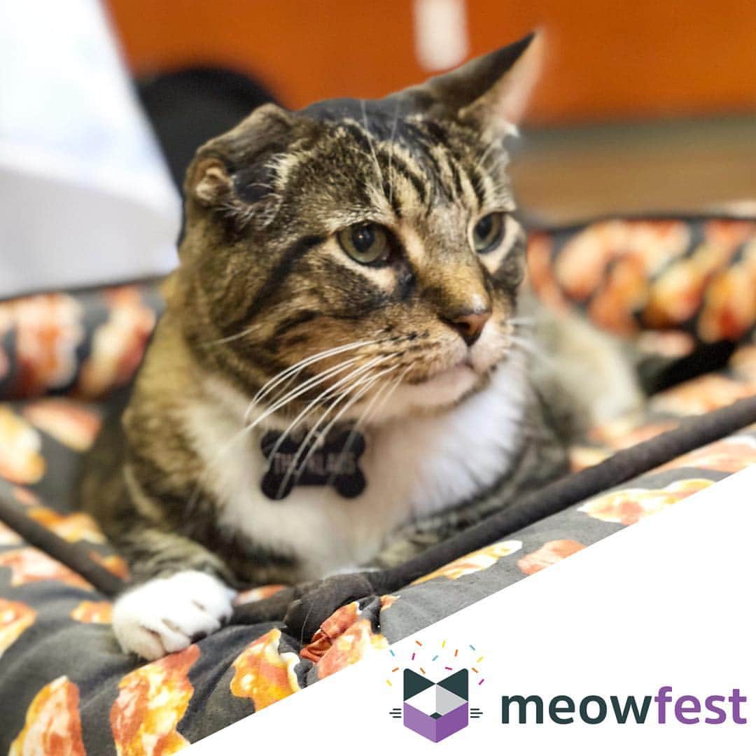 Cats of Instagramさんのインスタグラム写真 - (Cats of InstagramInstagram)「Get ready for the cat-fest of the summer, @meowfestival🎉! One full day of celebrity cats & humans, photo ops, food, drinks, live music, adoptable cats & more, taking place in Toronto on July 6th, in support of local shelter cats💜. Get your tickets at @meowfestival!🎈#torontoevents #meowfest2019 #ad」5月3日 4時01分 - cats_of_instagram