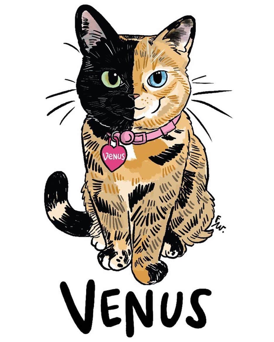 Venus Cat さんのインスタグラム写真 - (Venus Cat Instagram)「Come meet me at Meowfest Toronto on July 6th where I’ll be celebrating my 10th birthday! 🎉 ALL ticket proceeds support @torontocatrescu so come on out for a lot of fun and a great cause! 😺🐾 Tickets are available now at @meowfestival 💜 #meowfest2019」5月3日 4時58分 - venustwofacecat