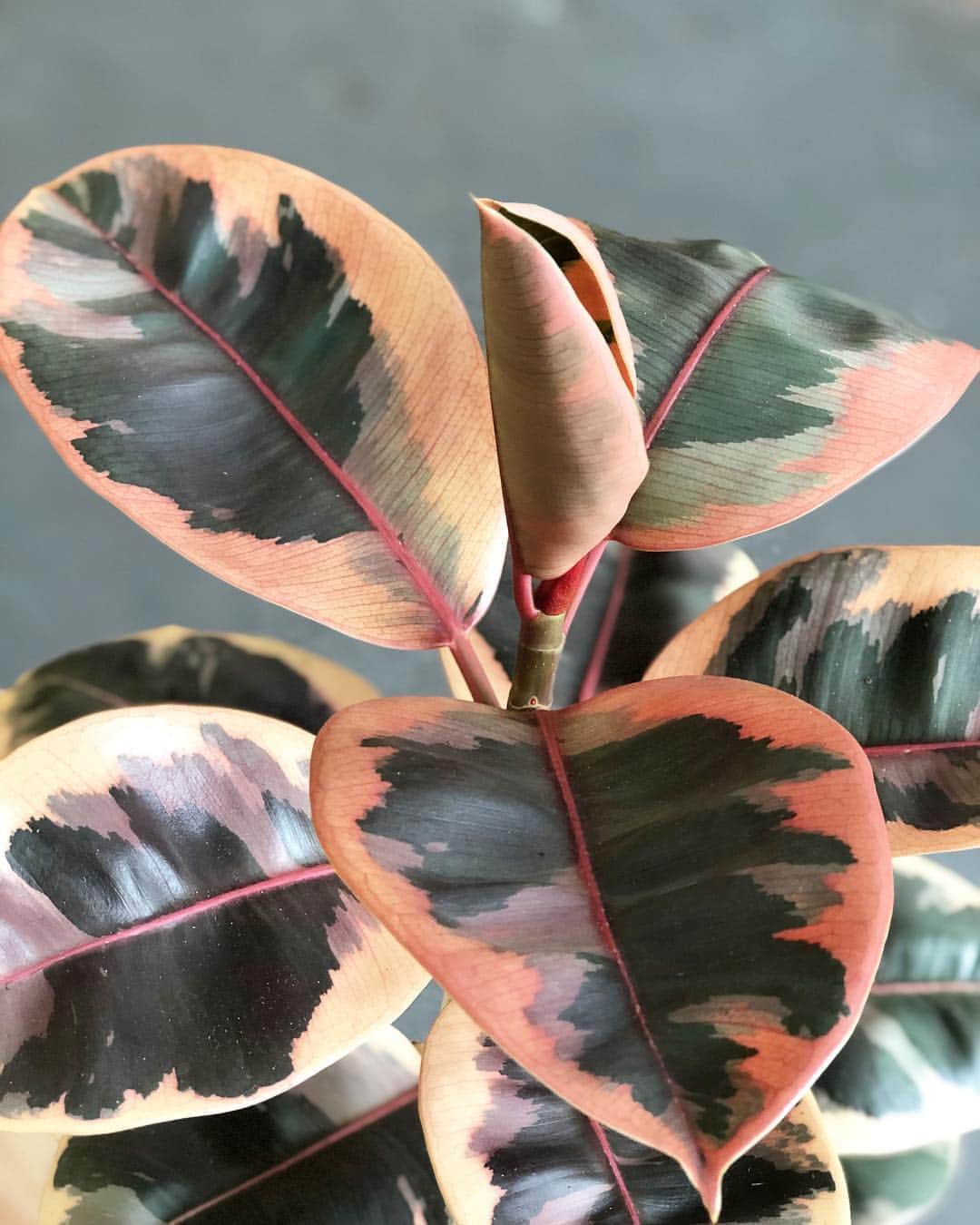 The Louunのインスタグラム：「New plants are updated at our Etsy store 😊#rareplants #plants #houseplantclub #rubyficusselastica  #rubbertree」