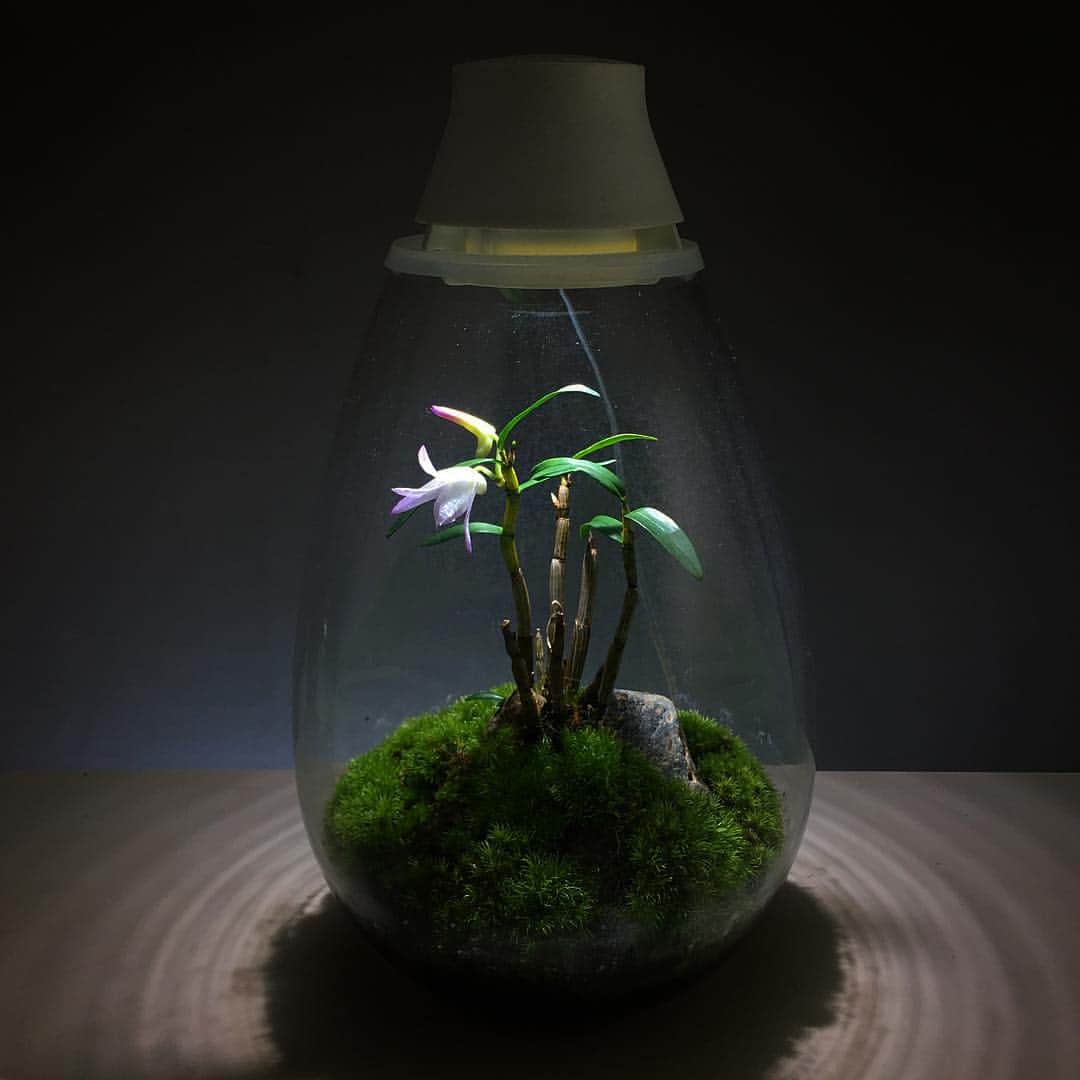 Mosslight-LEDさんのインスタグラム写真 - (Mosslight-LEDInstagram)「セッコク（Dendrobium moniliforme） 3年目の開花 Flowering of the third year. #mosslight#モスライト#terrarium」5月3日 5時07分 - mosslight1955