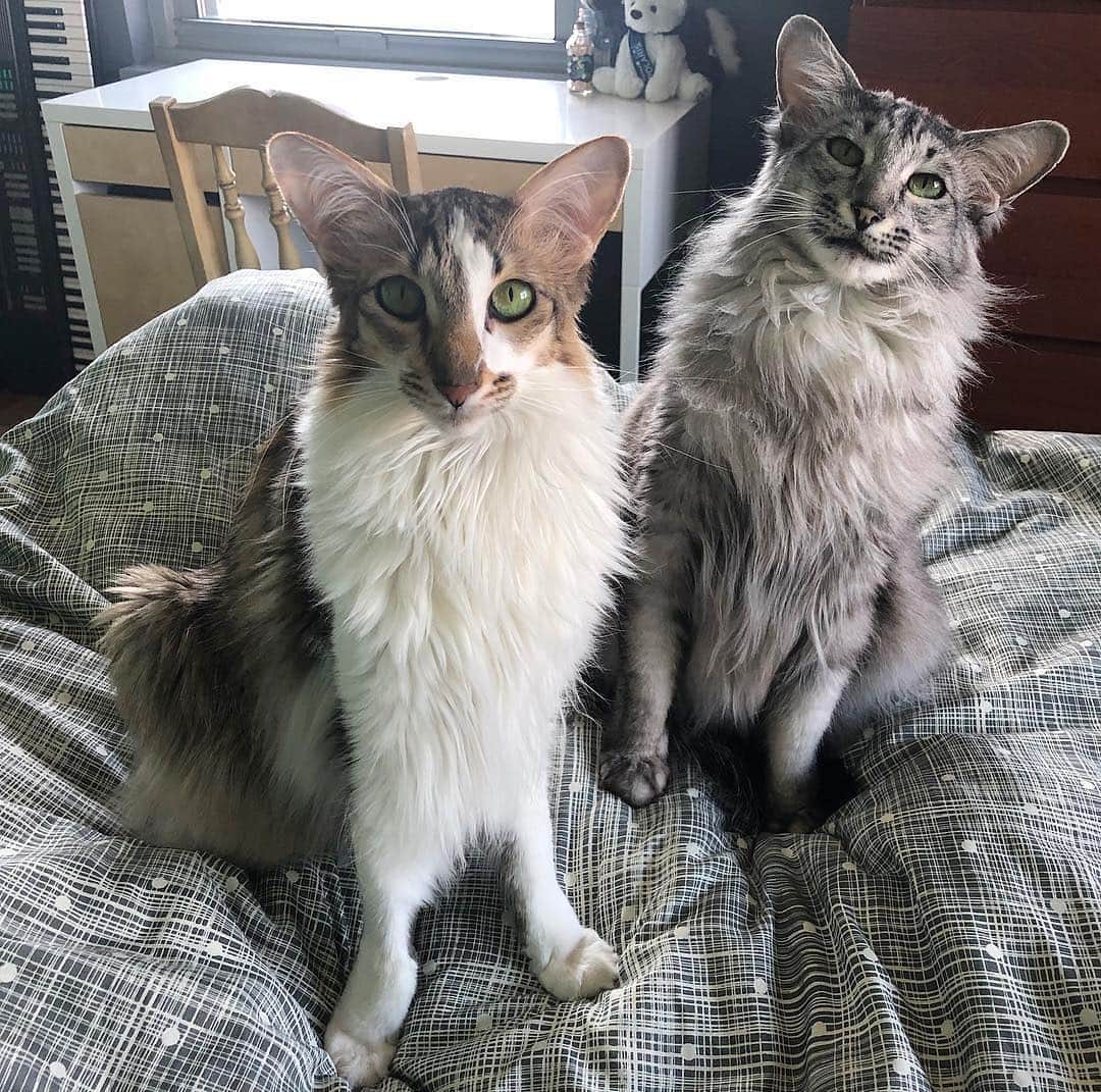 Instagramさんのインスタグラム写真 - (InstagramInstagram)「Hello, world. Today’s #WeeklyFluff is the mom and daughter team Sheba and Ripley (@theconeycats), Oriental longhairs from Brooklyn, New York, who love socializing. “These ladies are always the life of the party when I have people over,” says their human Nicole Scarano. “Ripley is the official apartment greeter. If anyone comes to the door she stands on top of a table and loudly yells at them until they pay her proper attention.” Photo by @theconeycats」5月3日 5時47分 - instagram