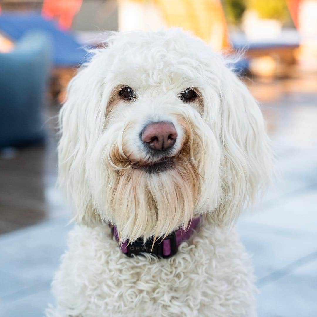 The Dogistさんのインスタグラム写真 - (The DogistInstagram)「NYC SWEEPSTAKES WINNER: Edna, Goldendoodle (3 y/o), Prospect Heights, Brooklyn, NY • “She moves her food to the water bowl so she can ‘bob for apples’. One time she ate a whole pack of Chanukah gelt and then pooped it out for a week after. Another time she was pooping six times a day – we then found a dog food bag with a hole in it. It was an all you can eat buffet.” • Edna was the lucky NYC pup who won our holiday photoshoot sweepstakes (National winner coming soon). If your dog didn’t get their moment in the spotlight, don’t worry. Starting today, every dog (or person) who becomes a patron of The Dogist on Patreon will be entered to win a private photoshoot from anywhere in the world and will be featured on our Instagram. That’s right, we would fly to Siberia to meet your dog. The winning dog will be chosen on June 1st, and a new winner will be chosen every six months. To become a patron of The Dogist, click the link in bio.」5月3日 6時16分 - thedogist