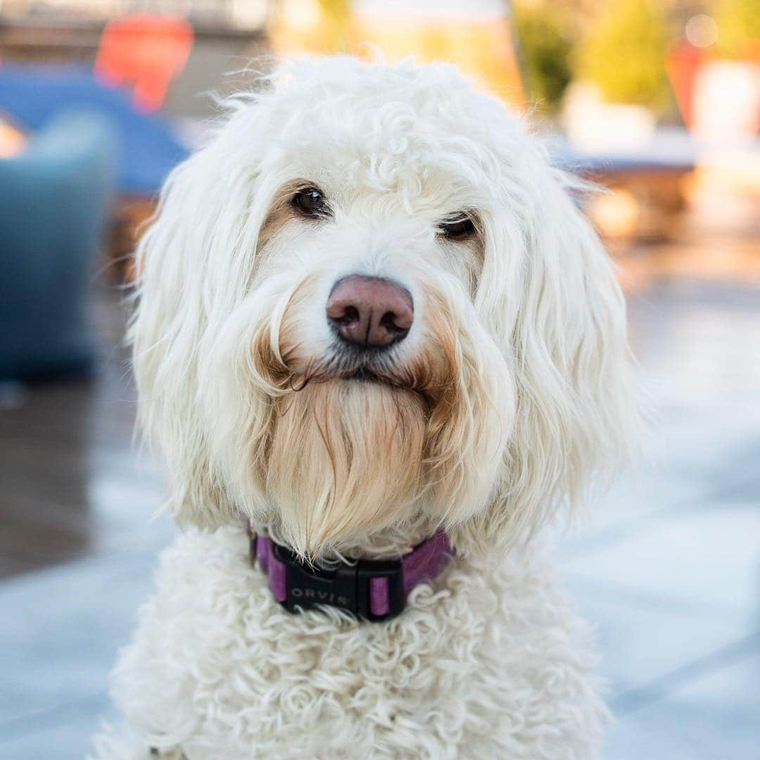 The Dogistさんのインスタグラム写真 - (The DogistInstagram)「NYC SWEEPSTAKES WINNER: Edna, Goldendoodle (3 y/o), Prospect Heights, Brooklyn, NY • “She moves her food to the water bowl so she can ‘bob for apples’. One time she ate a whole pack of Chanukah gelt and then pooped it out for a week after. Another time she was pooping six times a day – we then found a dog food bag with a hole in it. It was an all you can eat buffet.” • Edna was the lucky NYC pup who won our holiday photoshoot sweepstakes (National winner coming soon). If your dog didn’t get their moment in the spotlight, don’t worry. Starting today, every dog (or person) who becomes a patron of The Dogist on Patreon will be entered to win a private photoshoot from anywhere in the world and will be featured on our Instagram. That’s right, we would fly to Siberia to meet your dog. The winning dog will be chosen on June 1st, and a new winner will be chosen every six months. To become a patron of The Dogist, click the link in bio.」5月3日 6時16分 - thedogist