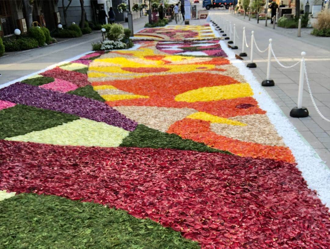 タテタカコさんのインスタグラム写真 - (タテタカコInstagram)「一晩明けた善光寺の通りに、昨日皆さんが花びらで作っておられた花回廊と朝日が広がっていました。」5月3日 6時29分 - tatetakako
