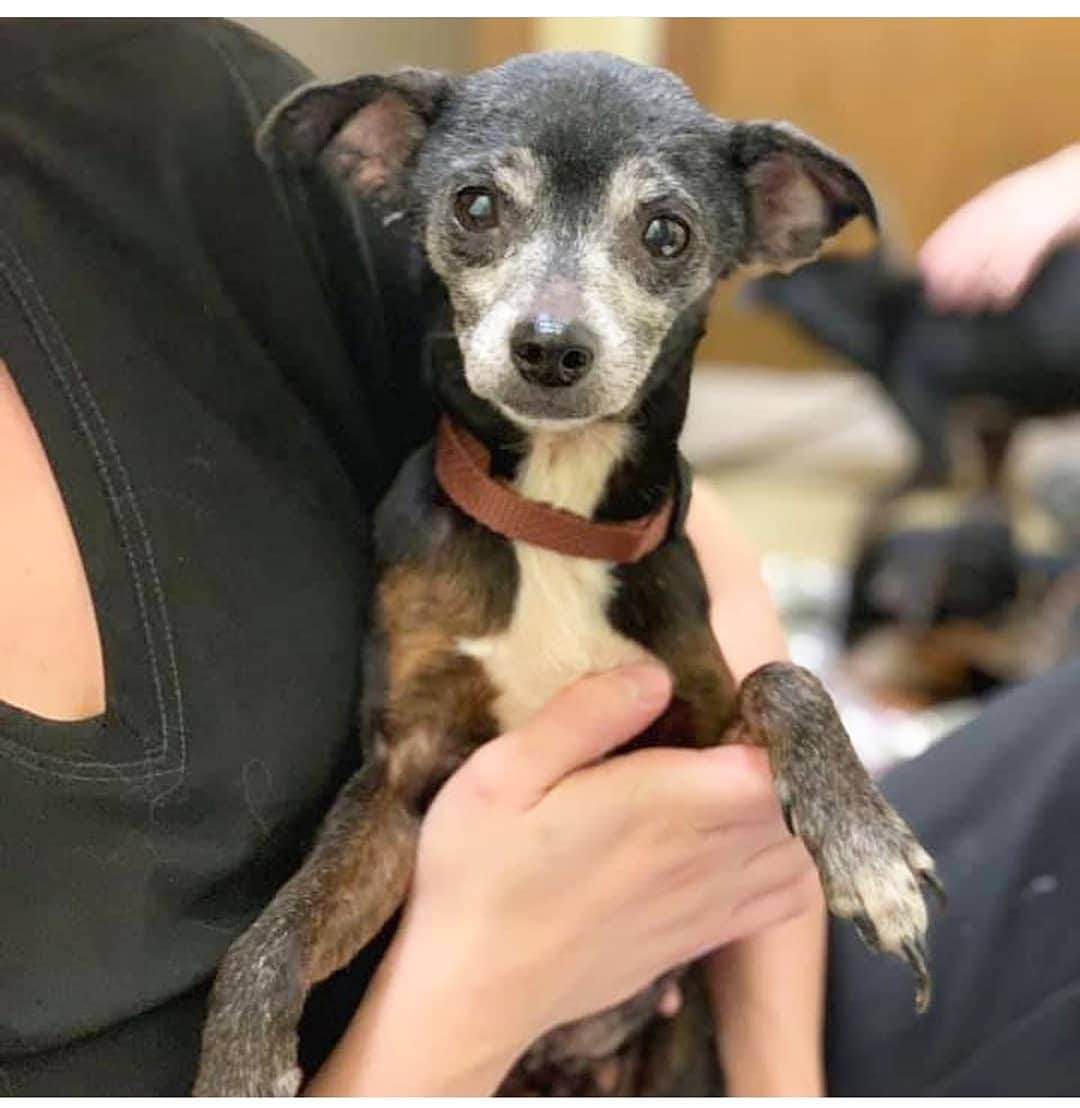 Manny The Frenchieのインスタグラム：「One of the many dogs among the 90 saved from "Hell Property" in East Texas. Lots of them are getting well, but many of them still have a long road of recovery ahead of them. Link in my Instastory to donate or visit www.mannyandfriends.org ❤」