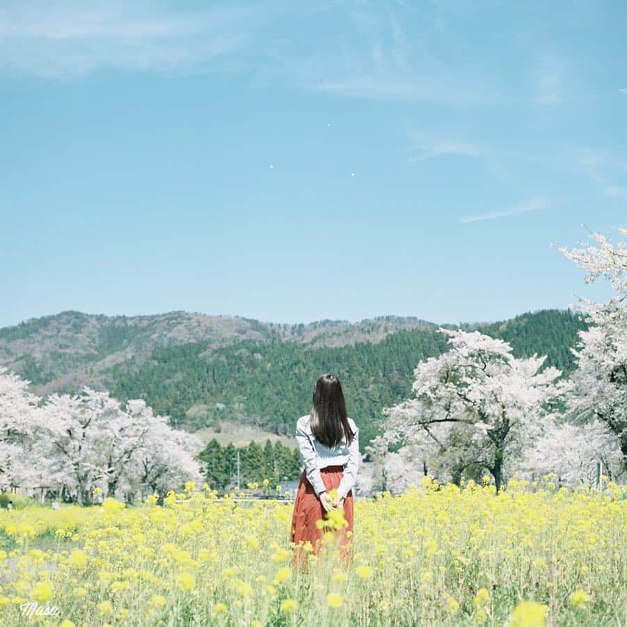 Masaさんのインスタグラム写真 - (MasaInstagram)「. . ▶︎▶︎▶︎ Swipe . . 今から琵琶湖一周してきます☺️ 晴れ予報ではあるけど、まだ青空になってないなぁ。 . コメント気にしないで下さい😌 . 撮影日 : 2019年4月13日 . #まっセル #ヤマプリ #hasselblad #ハッセルブラッド  #igersjp #tokyocameraclub #film_com #impression_shots #art_of_japan_ #photogenic_jp #GPW_members_only #good_portraits_world #film_jp #film #フィルム #filmcamera #filmphotography #portrait #ポートレート #photogram_archive #todays_blue_collection #pof_ig #hibi_jp #桜 #Cherryblossom #滋賀 #Shiga #長浜 #余呉川 #菜の花」5月3日 6時59分 - masa_nikonist