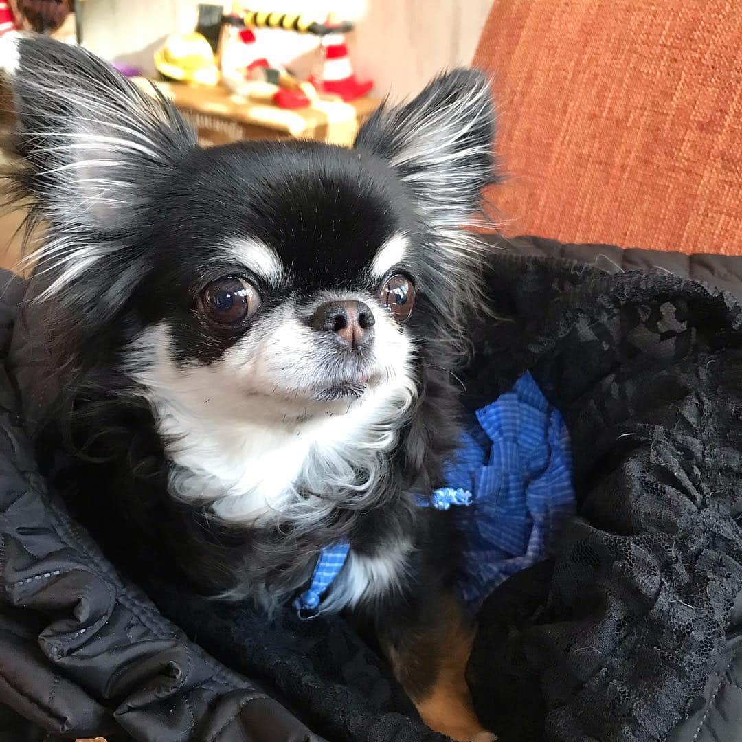 kayoのインスタグラム：「* * 昨日は久しぶりに めろめろ ひとりっ子デー😊✨ * * お顔がイキイキしてる😍 かわいいーなぁー💗 (↑親バカ😂) * * Melon💗 * * #chihuahua#chihuahualove#dogstgram#dog#instadog#チワワ#チワワ大好き * *」