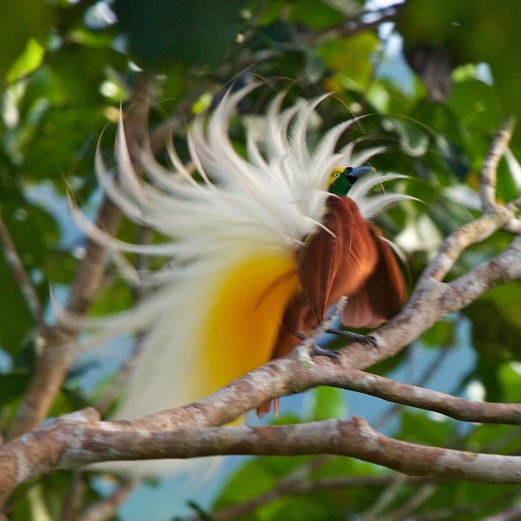Tim Lamanさんのインスタグラム写真 - (Tim LamanInstagram)「Photos by @TimLaman.  The male Lesser Bird-of-Paradise is an explosion of plumes when he gives them a good shake.  Swipe to see the various images I captured of this impressive bird in a burst of photos, and the cramped canopy blind that I climbed to every morning to wait for this male to come display.  I was basically just perched on a branch (attached by harness and safety line to the tree) and covered in camouflage cloth. Shot in West Papua, which harbors 16 species of Birds-of-Paradise including this one.  @BirdsofParadiseProject believes #birdsofparadise can be the global ambassadors for conservation of the forests of Papua.  Stay tuned here for more #birdsofparadise and behind-the-scenes stories.  #conservationprovince #TanahPapua #papua #Indonesia #birdofparadise @GitzoInspires #framedonGitzo.」5月3日 7時33分 - timlaman
