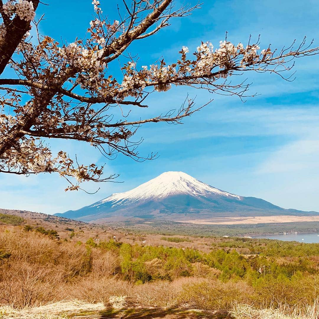 ジェンソン・バトンさんのインスタグラム写真 - (ジェンソン・バトンInstagram)「Boom there’s the shot! Cherry blossom and Mount Fuji 😉」5月3日 7時43分 - jensonbutton