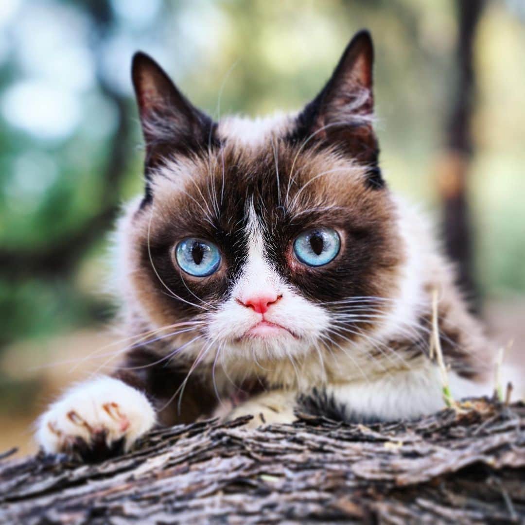 Grumpy Catさんのインスタグラム写真 - (Grumpy CatInstagram)5月3日 7時58分 - realgrumpycat