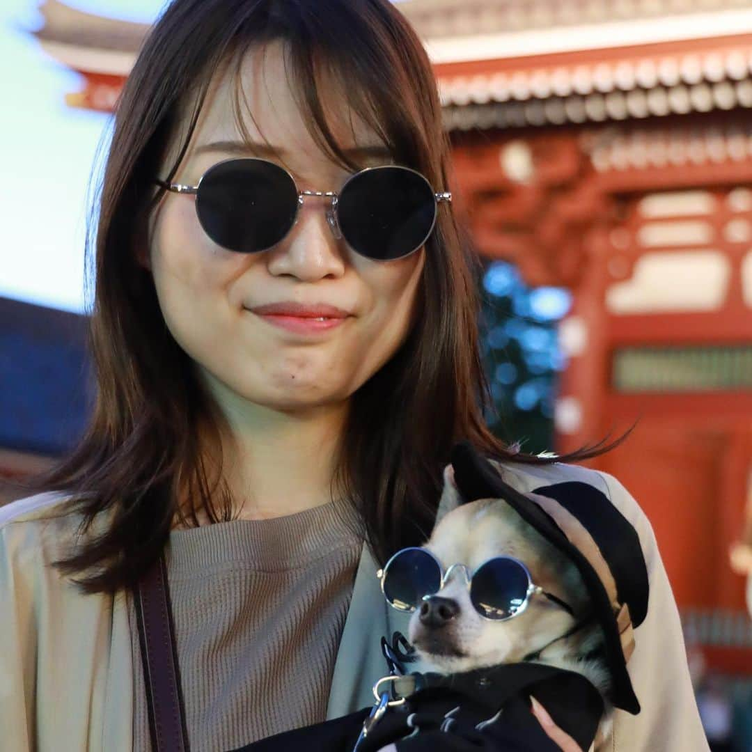 紋次郎さんのインスタグラム写真 - (紋次郎Instagram)「Japanese ladies with montjiro 令和も美女と一緒 in Asakusa  美人さんとばかり撮ってるね！と、よく言われます。だって紋次郎が…😜 今日はお仕事。滋賀までガタンゴトン  #dog#dogstagram#instadog#chihuahua#barkbox#mydogiscutest#buzzfeed#dog_features#fluffypack#barkpack#dogsofinstaworld#dogsofinstagram#犬#チワワ#手作り#handmade#着物#fashion#紋次郎一家#チーム茶#ふわもこ部#igersjp#peco犬部#dogsofinstagram#dogfashion#excellent_dogs#asakusa」5月3日 7時58分 - montjiro