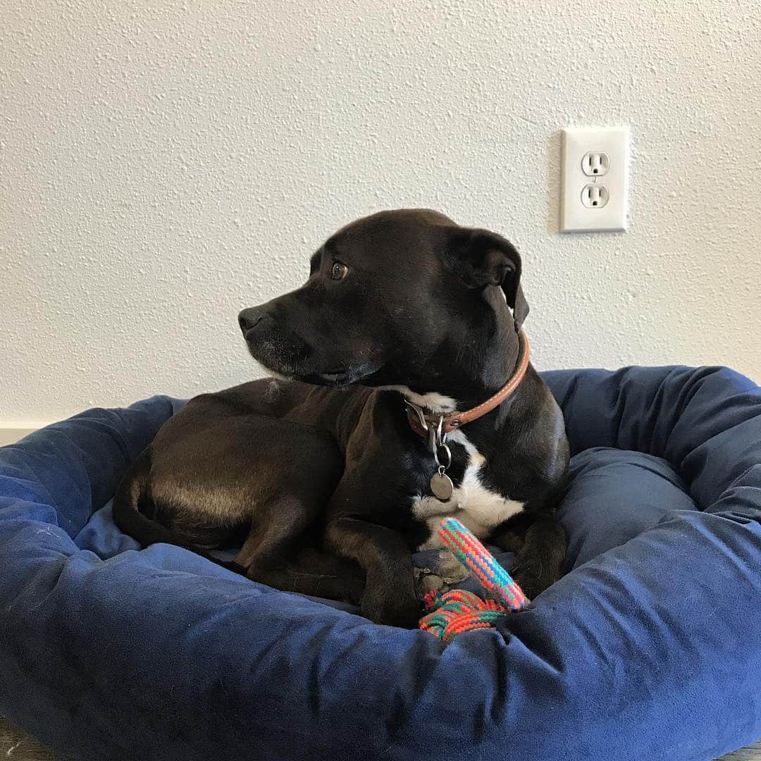 Dogs by Ginaのインスタグラム：「My business partner. He’s very busy.」