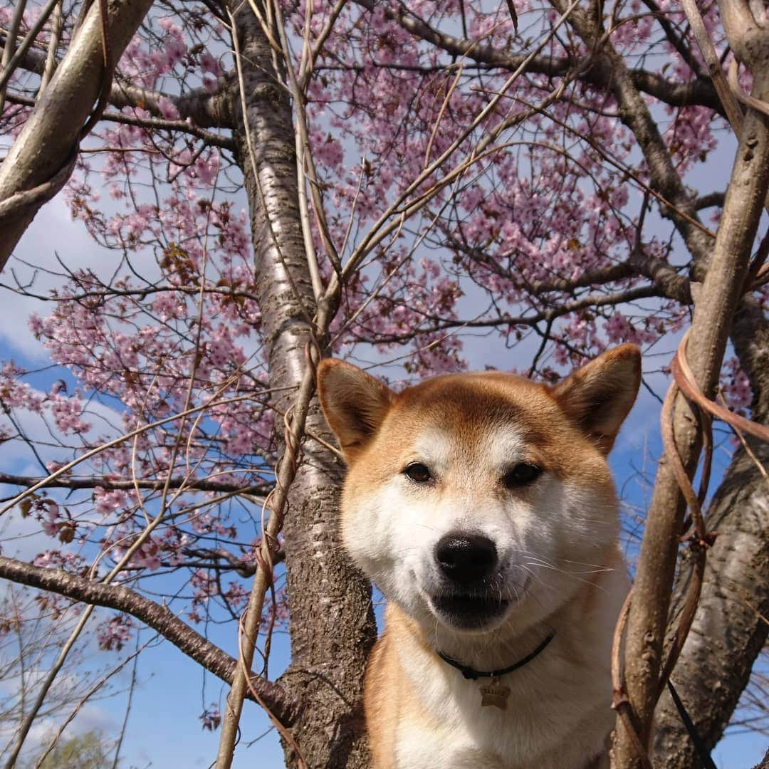 柴犬⭐️サスケさんのインスタグラム写真 - (柴犬⭐️サスケInstagram)「おはわん #朝ん歩 #茶助#🌸#桜#💩#わんだフォ #pecoいぬ部」5月3日 7時56分 - shiba20150405