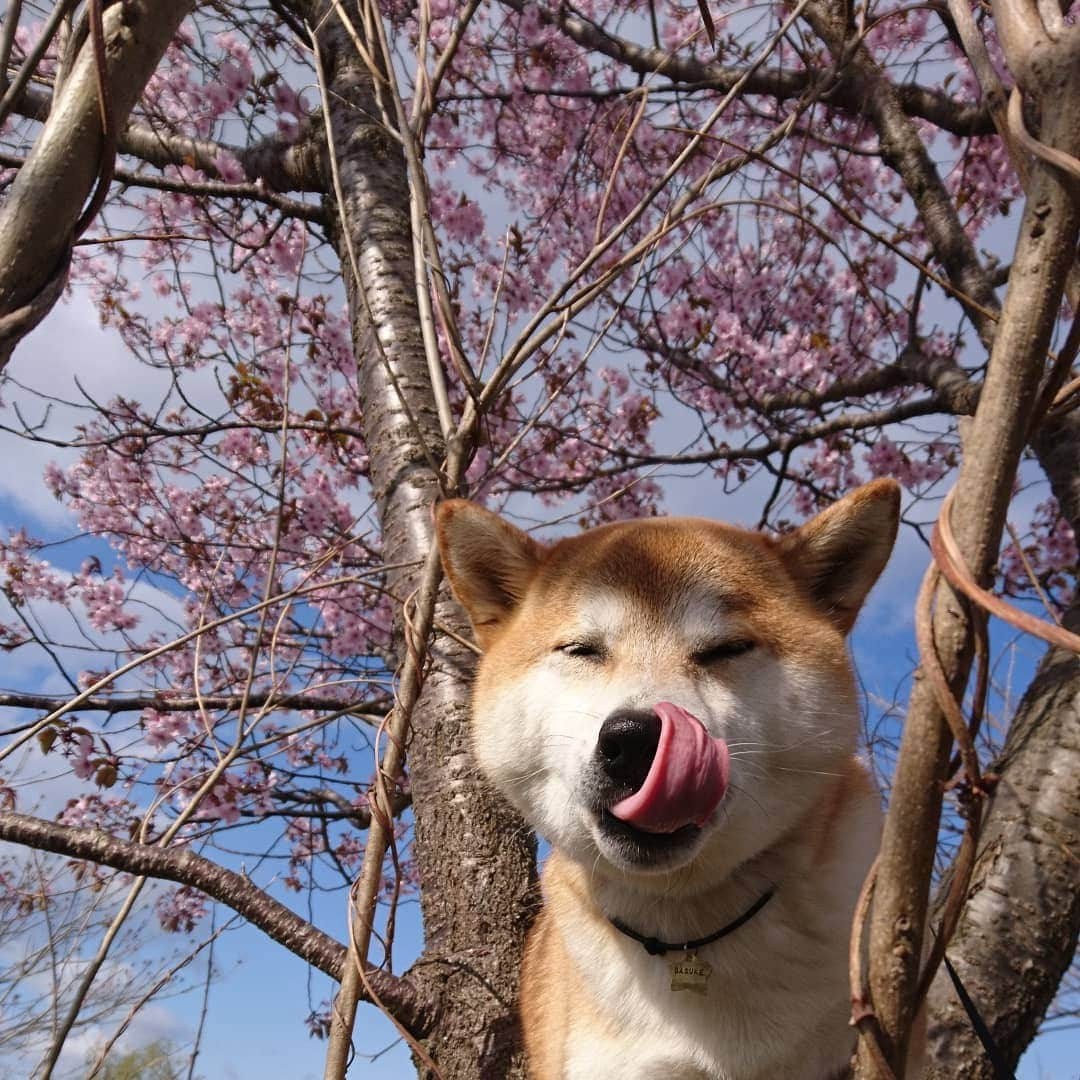 柴犬⭐️サスケさんのインスタグラム写真 - (柴犬⭐️サスケInstagram)「おはわん #朝ん歩 #茶助#🌸#桜#💩#わんだフォ #pecoいぬ部」5月3日 7時56分 - shiba20150405