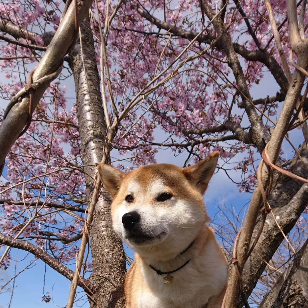 柴犬⭐️サスケさんのインスタグラム写真 - (柴犬⭐️サスケInstagram)「おはわん #朝ん歩 #茶助#🌸#桜#💩#わんだフォ #pecoいぬ部」5月3日 7時56分 - shiba20150405