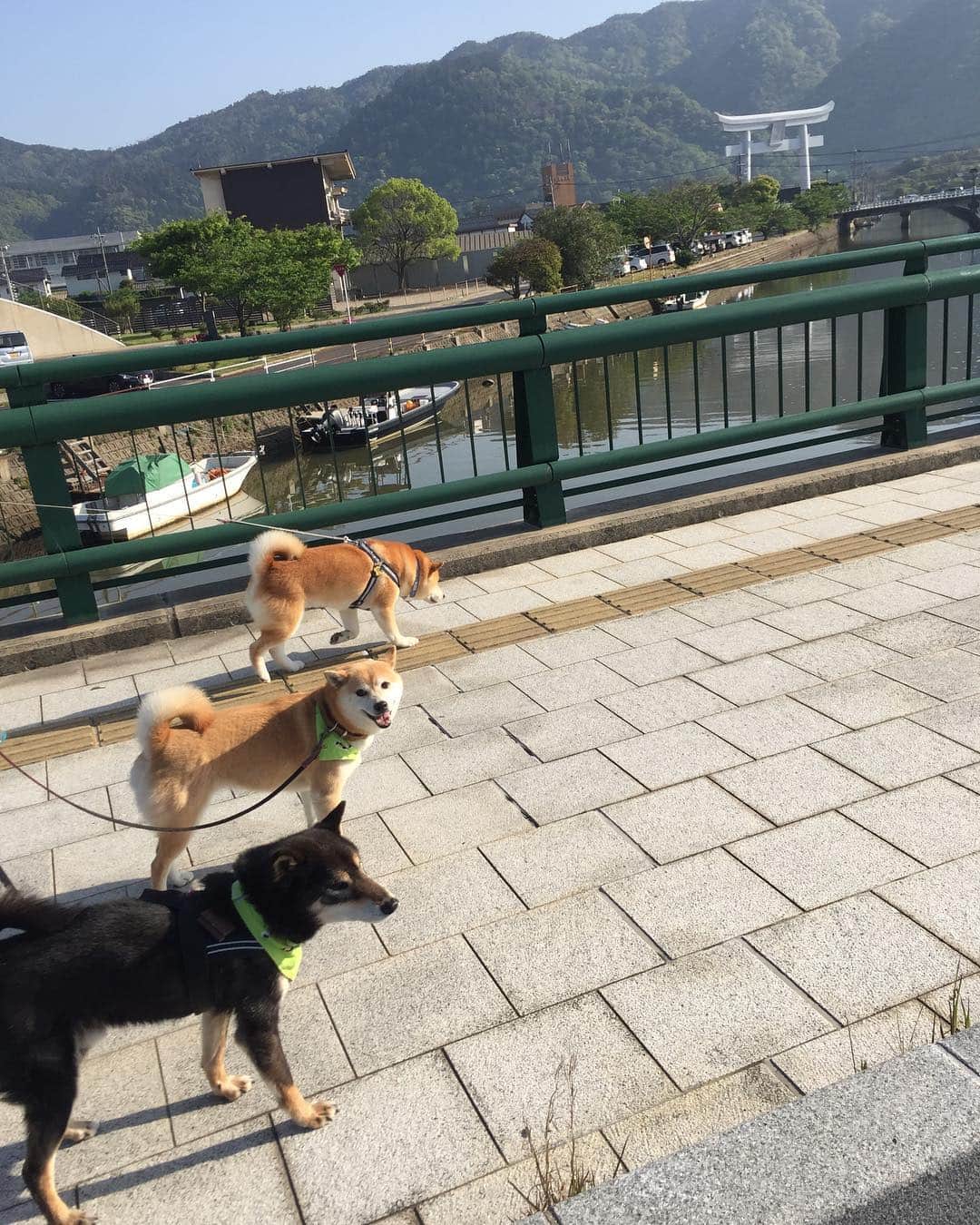 のインスタグラム：「出雲大社付近であさんぽwith @hachishibano  連休の出雲大社なめてました😅早朝からすごい人！ってか車中泊してる人で満車😱最近の旅のスタイルなんですね〜」