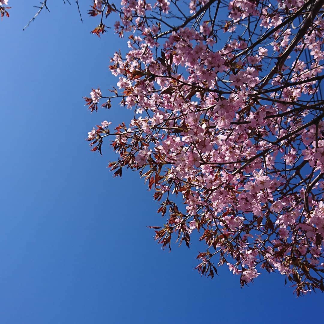 HBC北海道放送アナウンス部さんのインスタグラム写真 - (HBC北海道放送アナウンス部Instagram)「hbc_announcer 小川和幸です。 札幌も桜が綺麗な季節を迎えました😊  もっと桜を楽しもうと、 函館方面のキャンプ場に行きましたが、凄まじい強風！  隣で設置していた方に 手伝ってもらって、 ようやく立ち上げました。 (ご協力をありがとうございました🙇⤵️) ところが、 さらに強烈な風が吹き付けると、 テントを支えるポールが折れてしまい、 テントが倒壊😱  この一撃で、結局 キャンプは断念し、日帰りで、 札幌に帰ってきました😢  あ～‼️せっかくの連休が…😱😱😱 #HBCアナウンサー #夕刊おがわ #北海道 #桜 #キャンプ」5月3日 8時09分 - hbc_announcer