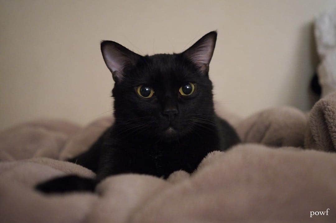 anemone_69のインスタグラム：「. . . #ハカセとキョウジュ #blackcat #黒猫 #cat #猫 #保護猫 . . .」