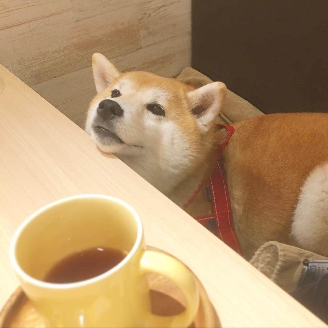 てんパパのグルメインスタ