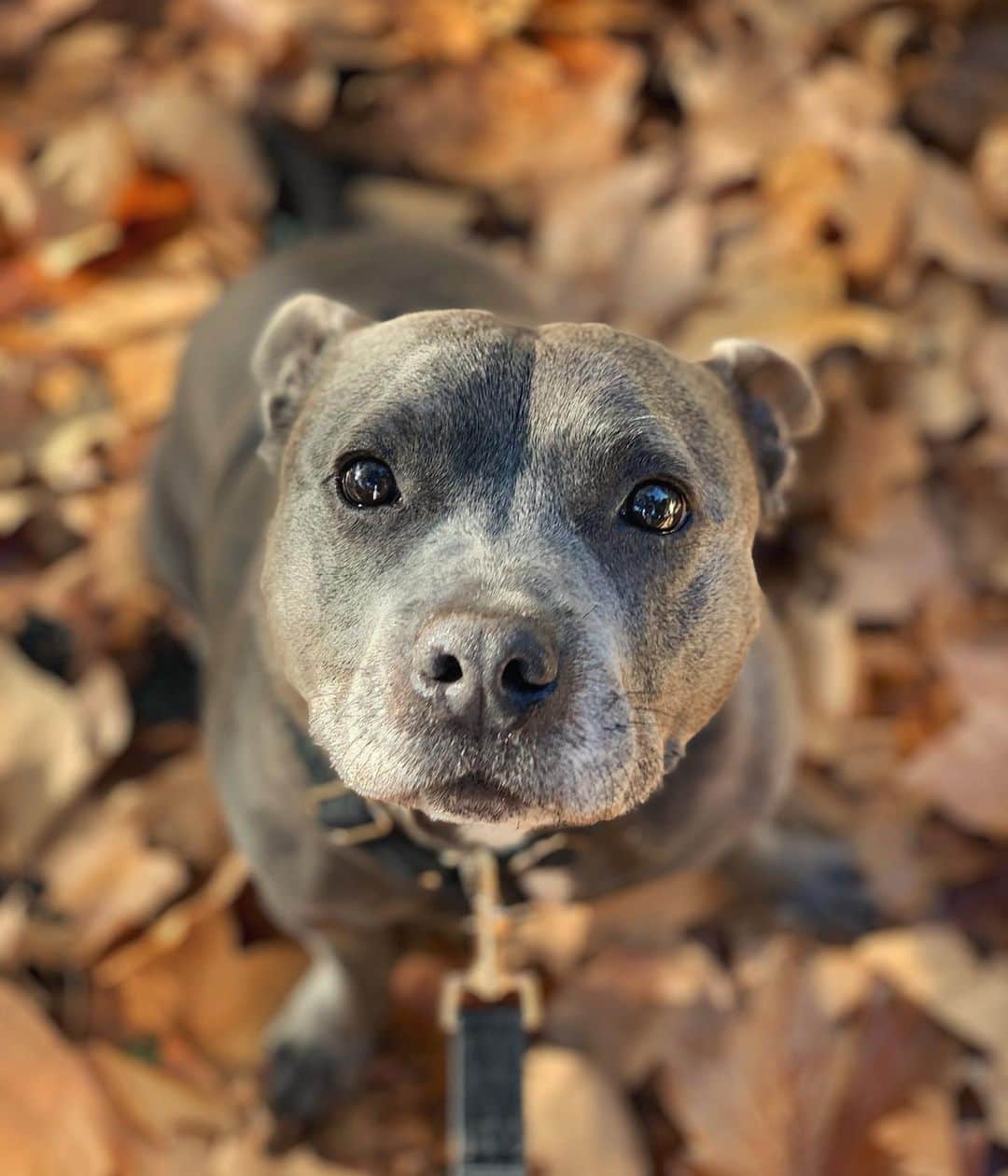 DARREN&PHILLIPさんのインスタグラム写真 - (DARREN&PHILLIPInstagram)「As we stopped to take in the beautiful autumn leaves on our walk this morning, I caught a glimpse of this precious face staring ever so lovingly up at me (or my treat bag) and I thought I should definitely share this with you. Hope it makes you smile on this beautiful crispy Friday morning ♥️🍁🍂」5月3日 8時33分 - the_blueboys