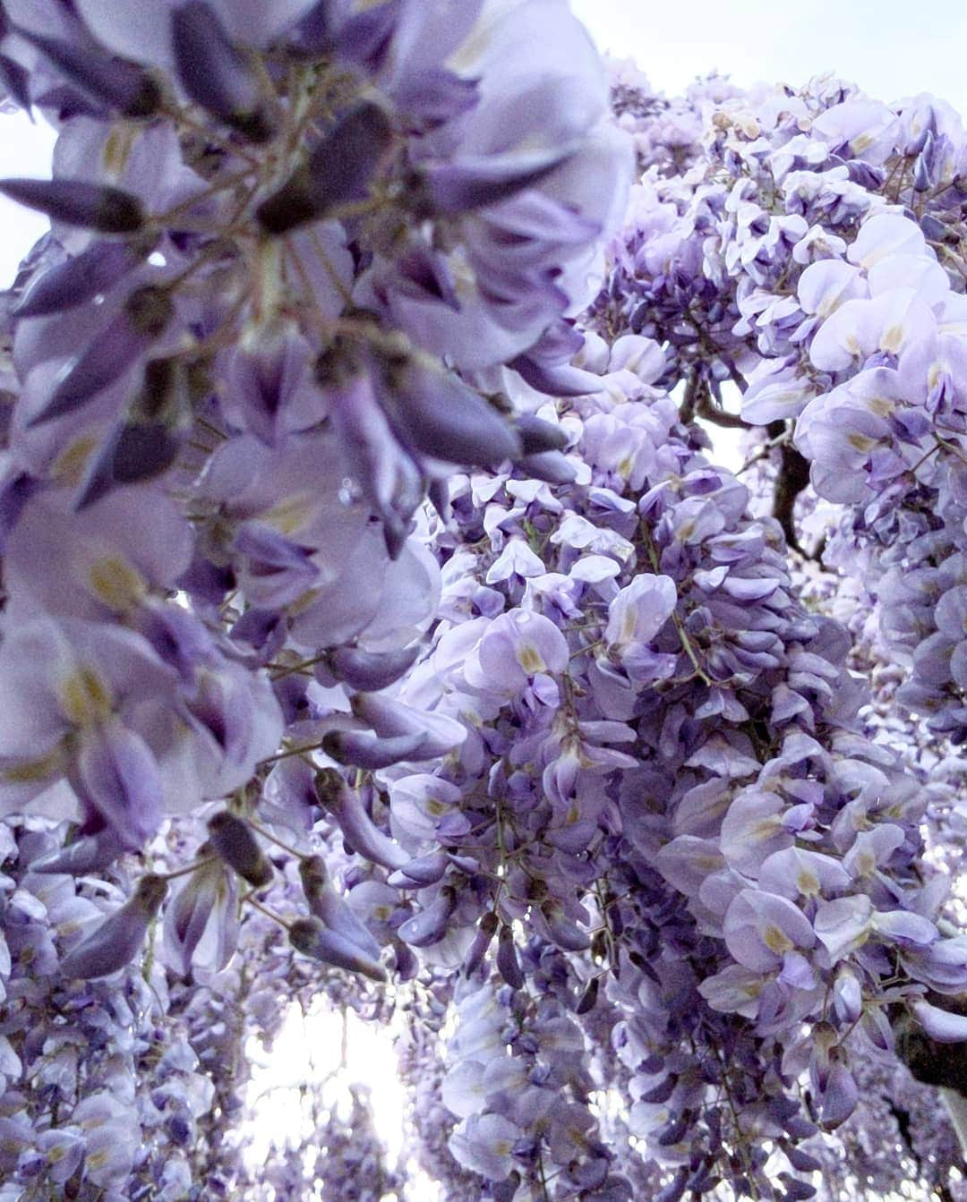 masayaさんのインスタグラム写真 - (masayaInstagram)「Wisteria #あしかがフラワーパーク #藤  #flowers #ashikagaflowerpark #sponsored #googlepixel #Pixelで撮影 #teampixel」5月3日 8時29分 - moonlightice