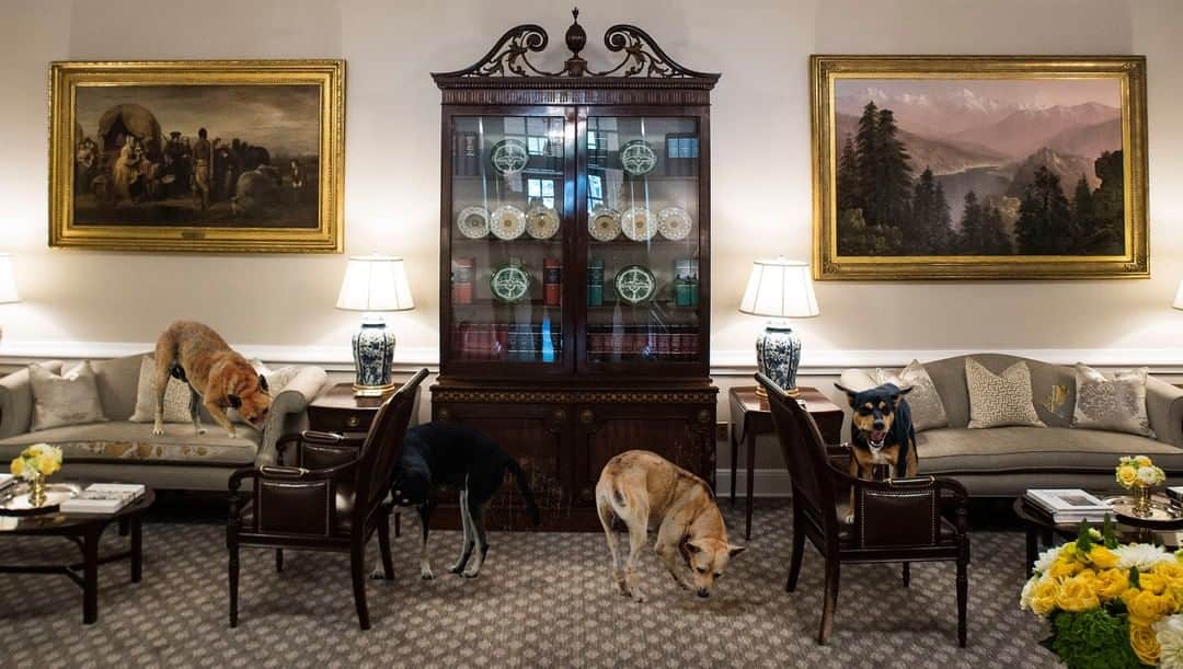 ジ・オニオンさんのインスタグラム写真 - (ジ・オニオンInstagram)「Trump Dismisses Concerns Over White House Chaos After Pack Of Feral Dogs Takes Over 4th West Wing Room⁣ Visit link in bio for full story. #TheOnion⁣⁣」5月3日 8時30分 - theonion
