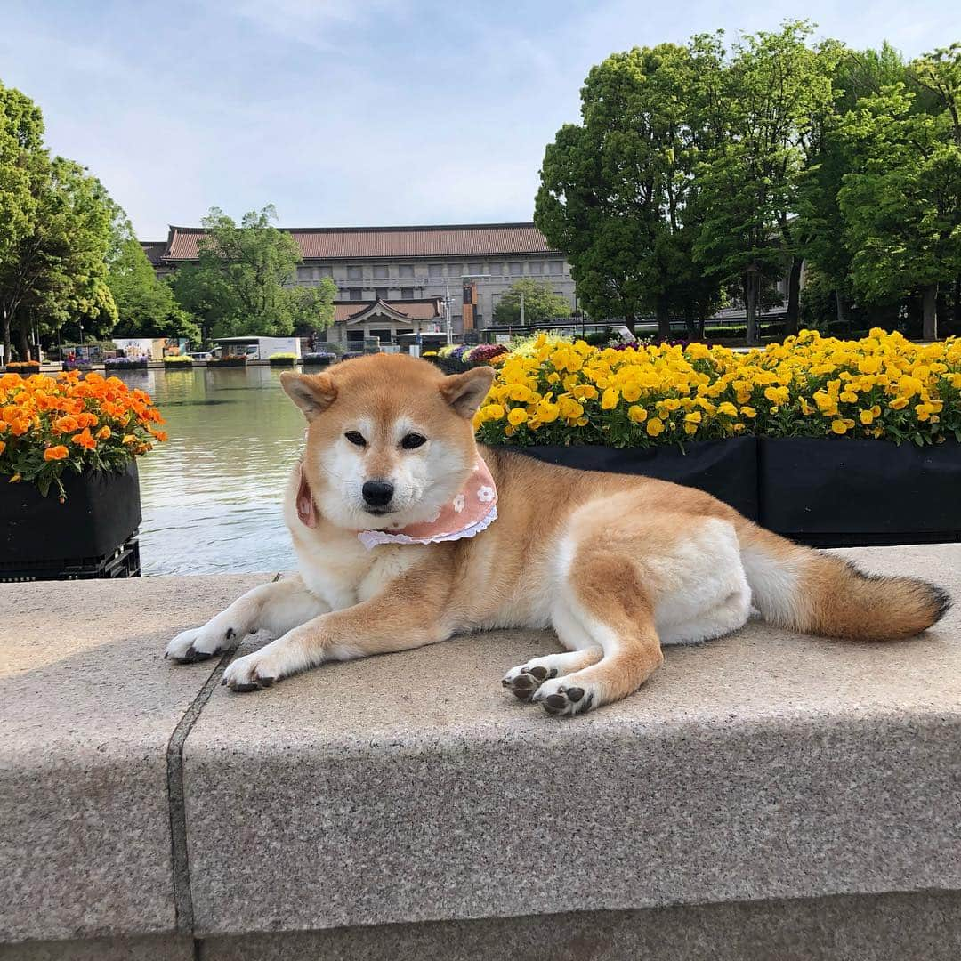 くるみさんのインスタグラム写真 - (くるみInstagram)「. 清々しい朝でした🌱✨🌿 きょうは暑くなりそうだから ゆっくりお留守番してててね😆 . . #モフモフモフモフ #4枚目のここどこだっけ感 #柴犬くるみ」5月3日 8時41分 - kurukurukurumi222