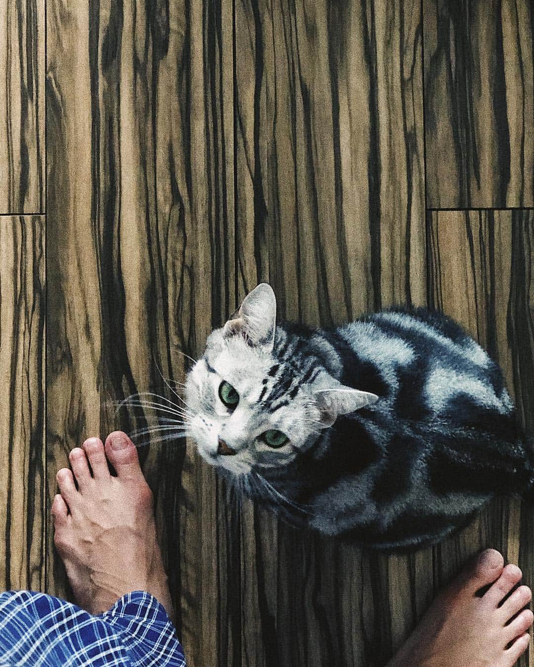 kaisakamotさんのインスタグラム写真 - (kaisakamotInstagram)「足元オンオフ #freitag #americanshorthair #work #gwなんて知らない #フライターグ #アメリカンショートヘア #アメショー #猫 #保護猫 #イネ」5月3日 8時59分 - kaisakamot