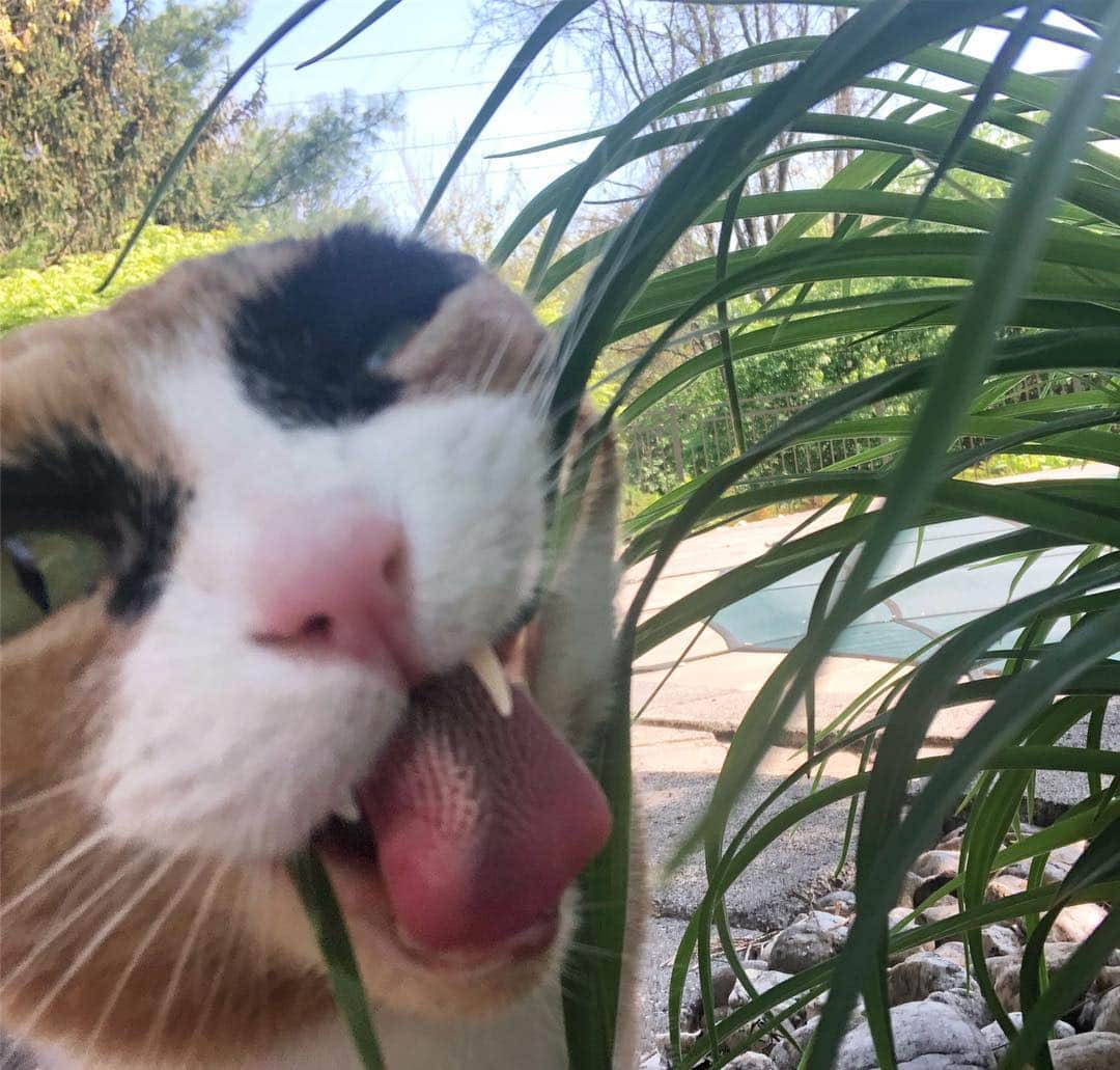 リリーのインスタグラム：「Had a GREAT time outside today! Can you tell?😹」