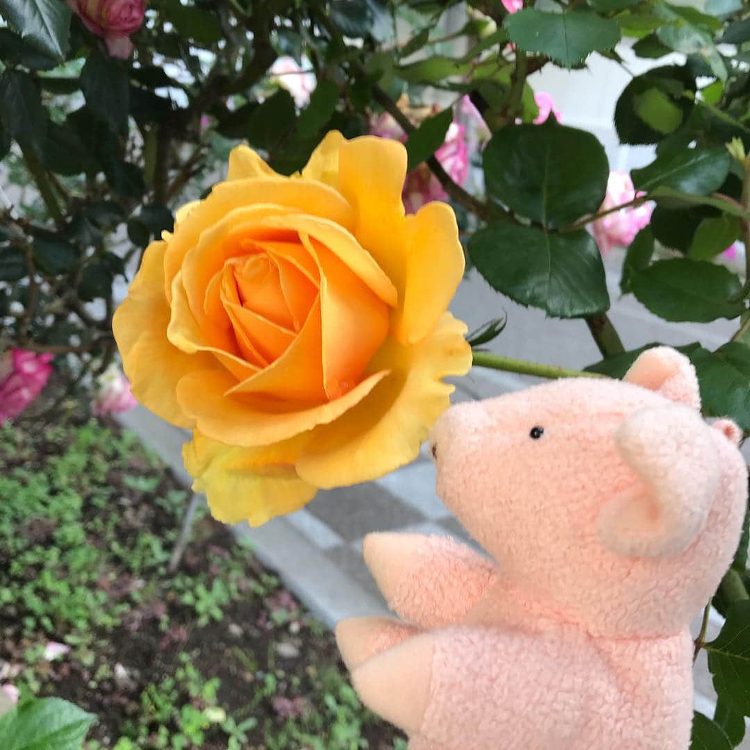 矢崎存美さんのインスタグラム写真 - (矢崎存美Instagram)「今日も遊歩道のバラと。花はまだ少なく、これからですねー。 #ぶたぶた #山崎ぶたぶた #矢崎存美 #バラ #ばら」5月3日 9時34分 - yazakiarimi