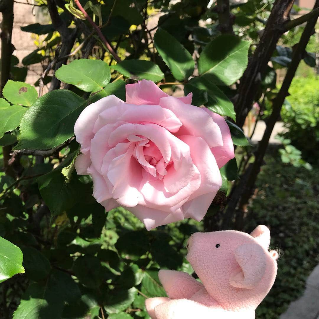 矢崎存美さんのインスタグラム写真 - (矢崎存美Instagram)「今日も遊歩道のバラと。花はまだ少なく、これからですねー。 #ぶたぶた #山崎ぶたぶた #矢崎存美 #バラ #ばら」5月3日 9時34分 - yazakiarimi