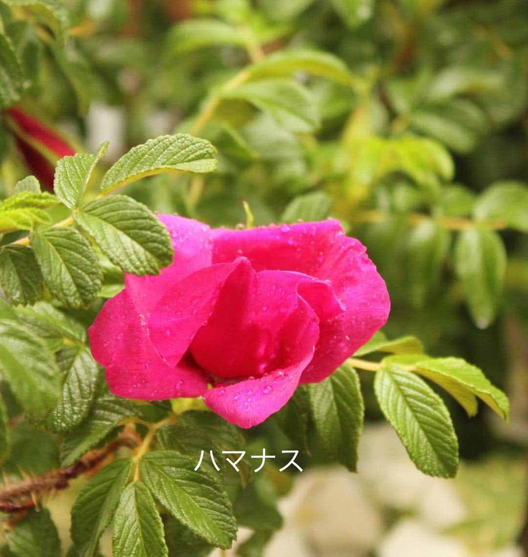 雑誌『花時間』さんのインスタグラム写真 - (雑誌『花時間』Instagram)「おはようございます。バラ好きの皆さん！  今日から始まりますよー！  東京・銀座の『ファンケル 銀座スクエア』の10階が夢の花園とかす「春のローズガーデン 」。テーマはARATA。新しい時代の幕開けを祝う30品種400鉢のバラが銀座の空の下に咲き誇ります。新皇后・雅子さまのお印「ハマナス」や愛子さまのお名前をつけた「プリンセスアイコ」など、皇室にちなんだバラもお目見え。ハマナスは、とても香りがよいので、訪ねたら香りをよーく味わってくださいね。ローズガーデンは今日から来週5月10日（金）まで。本日は京成バラ園の村上 敏さんによるトークショー、7日にはバラ王子のデモンストレーションがあります。詳しくはストーリーからご確認を。では、本日も素敵な一日をお過ごしください。by ピーターパン  ガーデン @fanclginzasquare  写真 @瀧下昌代  #hana #flower #flowers #flowerslovers #flowerstagram #花時間 #花時間2019  #花好き #花藝 #花好きな人と繋がりたい #花が好きな人と繋がりたい #花のある生活 #花のある暮らし #ファンケル銀座スクエア #ローズガーデン  #バラが好き #botanicallife #銀座へ行こう」5月3日 9時34分 - hanajikan_magazine