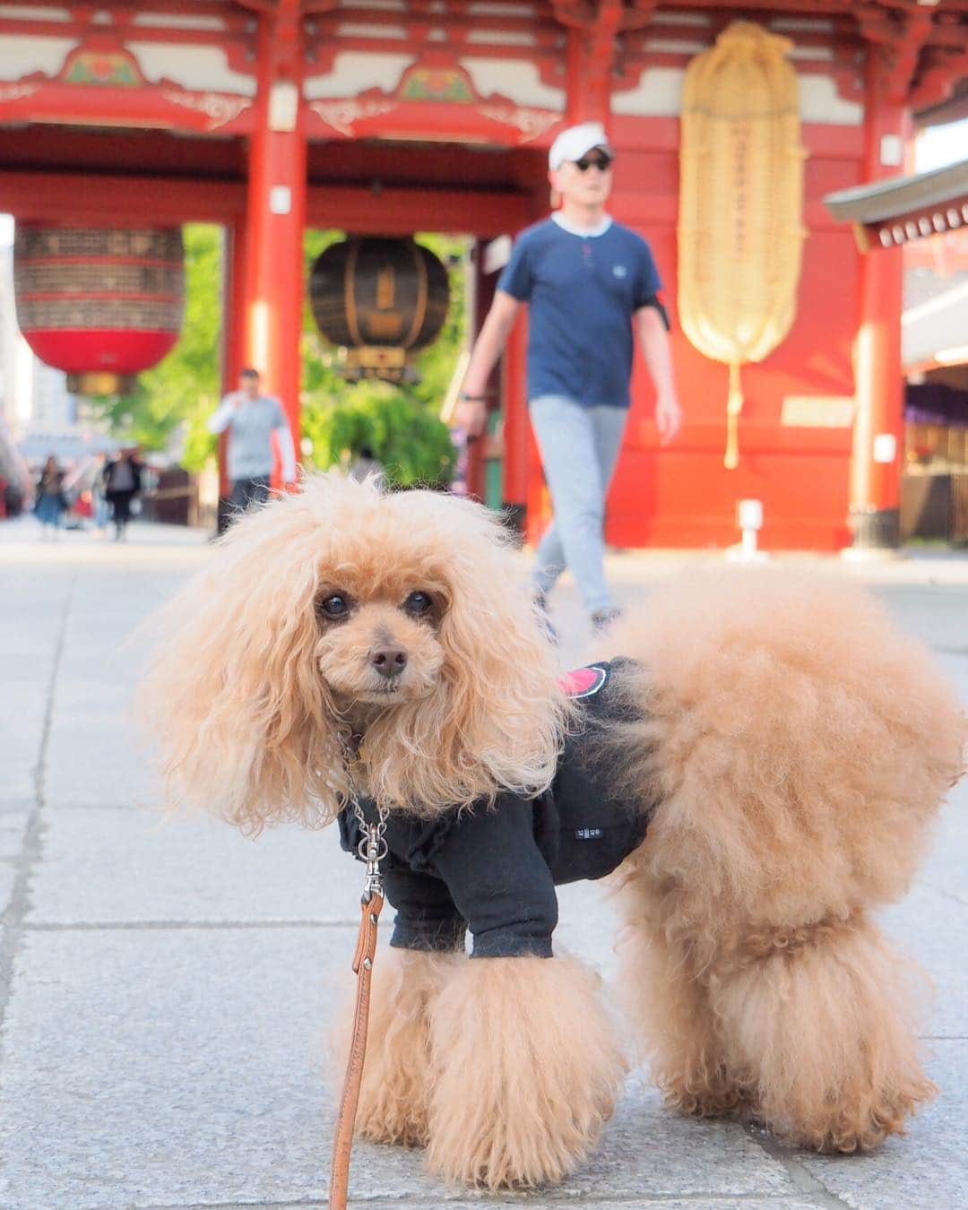 Toypoodle Mikuru?Asakusa Tokyoのインスタグラム：「20190503 Friday. Good morning! Friends 💖 . ❶ みくるんレーダー照射！lock-on👁 ❷ ペコママ向かってジャーンプ ❸ にゃんこと遊んだり ❹ 公園であそんだりしてから ❺ お天気良かったので、隅田川テラスで朝ごはんしました😄 . お出掛けしようね。 みきゅるん☺️ . #あさんぽ4.1キロ 平日は2キロよ #今日は金泡日和だなぁ #本当はジャンプだめですよ」