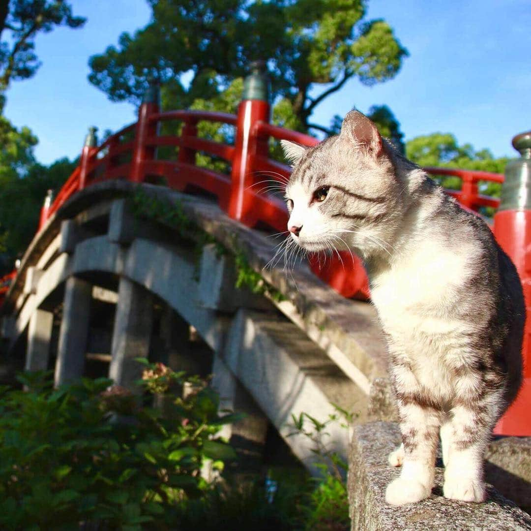 Nyankichi Noranekoさんのインスタグラム写真 - (Nyankichi NoranekoInstagram)「ここが、「令和の聖地」として注目が集まっている、福岡県太宰府市にある太宰府天満宮にゃりよ😼  #猫 #고양이 #แมว #貓 #кошка #qata #chat #ニャンスタグラム #gato #喵星人 #ねこ部 #旅猫 #動物 #ねこのきもち #ニャン吉 #kawaii #保護猫 #美猫 #japan #猫写真 #ねこ #seekor #ネコ #旅貓 #令和 #令和元年 #太宰府天満宮 #太宰府 #福岡」5月3日 9時51分 - noraneko_nyankichi