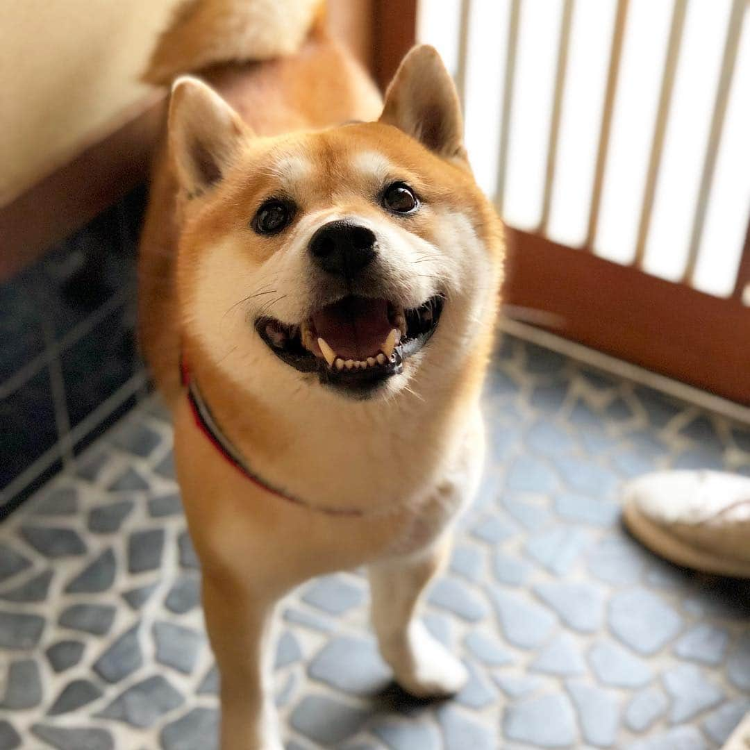 せんべえさんのインスタグラム写真 - (せんべえInstagram)「ただいま！ #おかえり #せんべえ #柴犬 #shibainu  #にぱ #口角キュキュッと部 #タレ目同盟」5月3日 9時58分 - akiresh