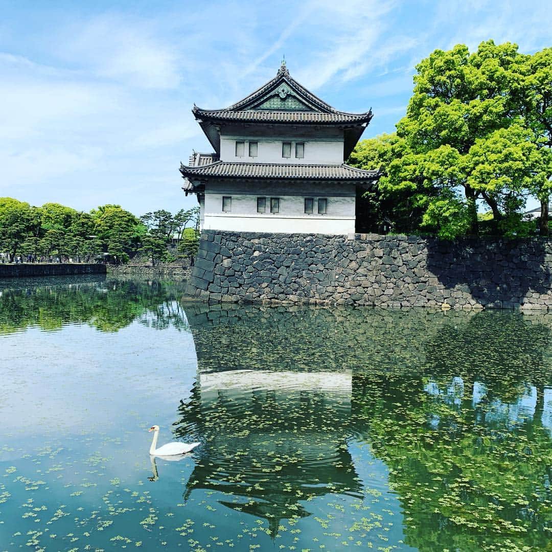 皇居ランナビのインスタグラム：「今日は暑いくらい！ 皇居のお堀も水草がチラホラ。 夏が近づくと、この水草が生い茂って草原のようになります😁  本日の皇居ランは、水分補給を忘れずにね✨  #皇居ランナビ #皇居ラン #ミズノで皇居ラン #ミズノで女子ラン #ランニング女子 #ランニング #ハシリマスタグラム #ランナ#皇居観光ランニング#workout #instagood #run #jog #fitness #tokyo #imperialpalace #japan #走るひと #走る人 #followme #おもてなし #おもてなしランナー #running #runningday #jogging #marathontraining」