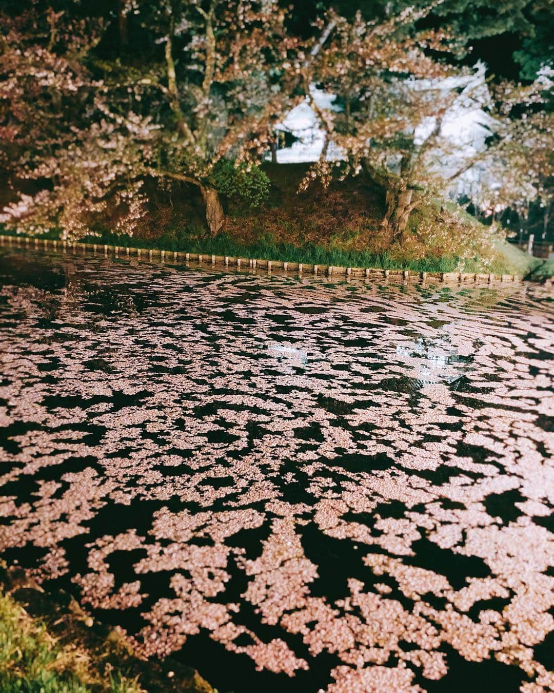 YUUKIさんのインスタグラム写真 - (YUUKIInstagram)「花筏🌸 弘前城さくらまつり夜桜バージョン〜  おはようございます！ 弘前の桜を見れて、大満足のGW旅  昨日から仕事スタートで 連休もあっという間に後半になっちゃいました  #弘前城  #弘前公園  #弘前さくらまつり  #花筏 #夜桜 #東京時間  #instagood #photography #amazing #photo #hirosaki #cherryblossom #spring」5月3日 10時07分 - yuuki_._official