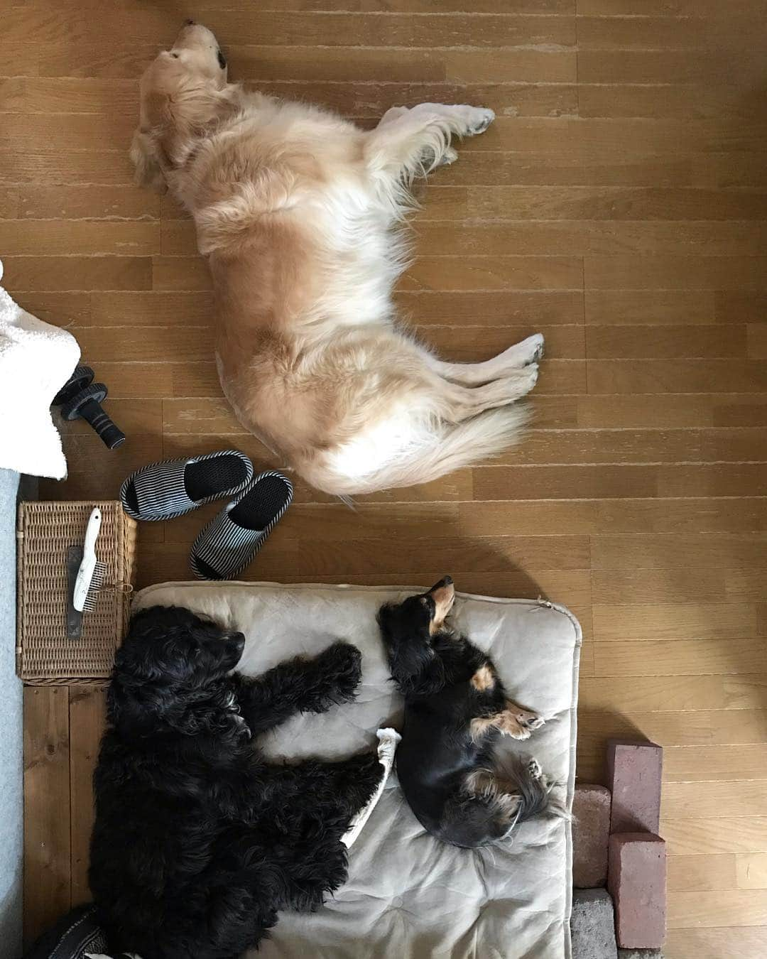 ともさんのインスタグラム写真 - (ともInstagram)「ふと、横を見ると 綺麗にシンクロしていました🐶🐶🐶💤 * #ゴールデンレトリバー #こーる君11歳 #ダックス #くーちん11歳 #イングリッシュコッカースパニエル #ルッちん2歳 #goldenretriever  #dachshund #englishcockerspaniel」4月29日 14時26分 - tomowithdog