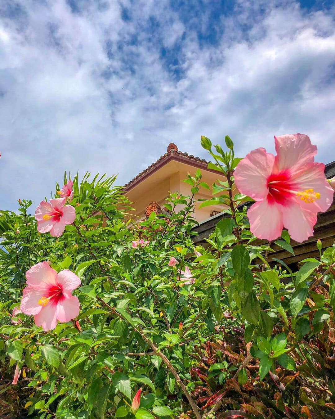 岡部あゆみさんのインスタグラム写真 - (岡部あゆみInstagram)「美しい島🌺 * #竹富島 #コンドイ浜 #シーサー #ハイビスカス #ブーゲンビリア」4月29日 14時28分 - ayumi_okabe