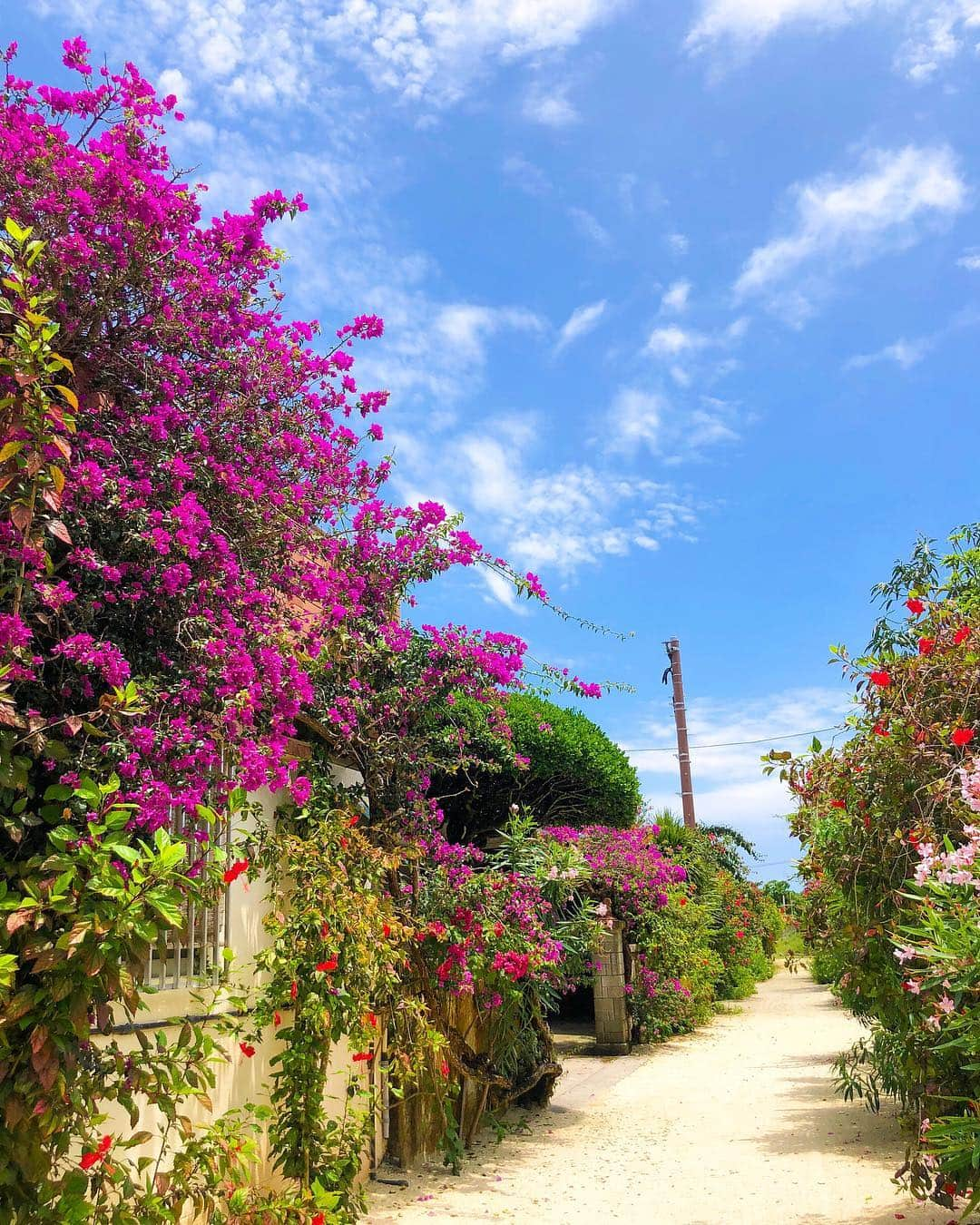 岡部あゆみさんのインスタグラム写真 - (岡部あゆみInstagram)「美しい島🌺 * #竹富島 #コンドイ浜 #シーサー #ハイビスカス #ブーゲンビリア」4月29日 14時28分 - ayumi_okabe