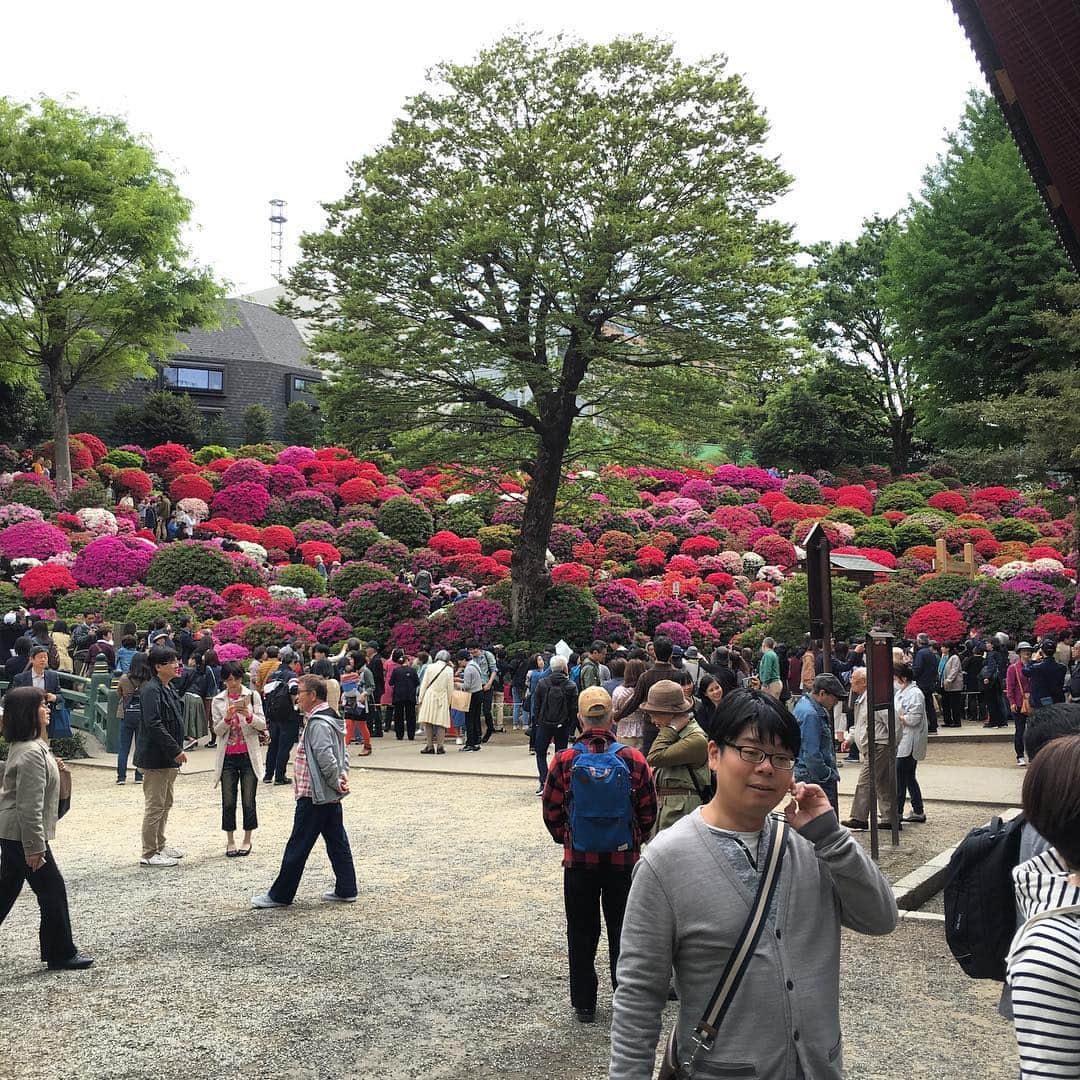 森田繁のインスタグラム：「墓参りのついでに、根津神社へ。 ことしはツツジがいつにも増してみごと。」