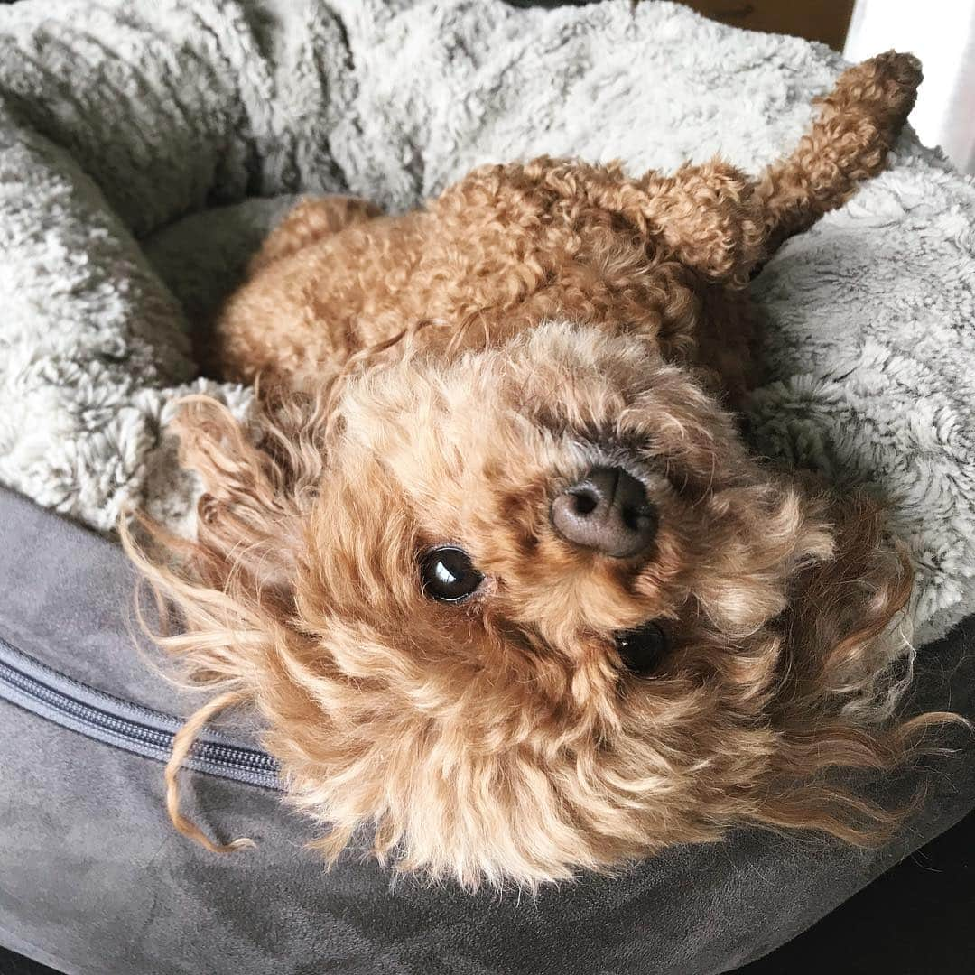 棚橋弘至さんのインスタグラム写真 - (棚橋弘至Instagram)「くつろぐハナ。 #toypoodle 撮影:息子」4月29日 13時14分 - hiroshi_tanahashi