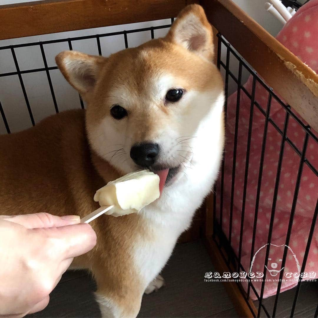 Alex Toさんのインスタグラム写真 - (Alex ToInstagram)「😋😋😋 #cute #dog #doglover #dogsofinstagram #dogoftheday #dogofthedayjp #dogstagram #fluffy #hkig #hongkong #ilovemydog #instadog #instagood #instamood #instagraphy #shibainu #samoyedoninstagram #pet #petlovers #petsofinstagram #petstagram #photooftheday #puppy #pupsofinstagram #samoyed #samoyedsofinstagram #webstagram #犬 #サモエド」4月29日 13時42分 - alexto