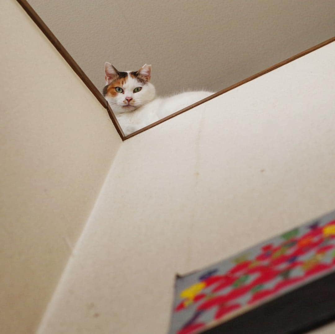 Kachimo Yoshimatsuさんのインスタグラム写真 - (Kachimo YoshimatsuInstagram)「3階から見下ろされてた。 #uchinonekora #mikeko #neko #cat #catstagram #kachimo #猫 #ねこ #うちの猫ら http://kachimo.exblog.jp」4月29日 13時43分 - kachimo