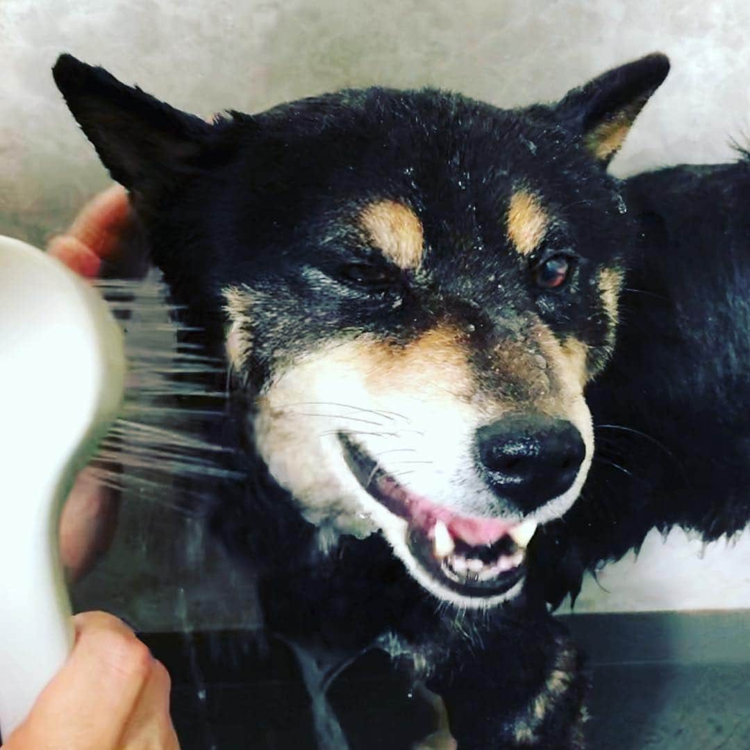 木山裕策さんのインスタグラム写真 - (木山裕策Instagram)「シャワー大好きなので、この表情😸」4月29日 13時59分 - kiyamayusaku